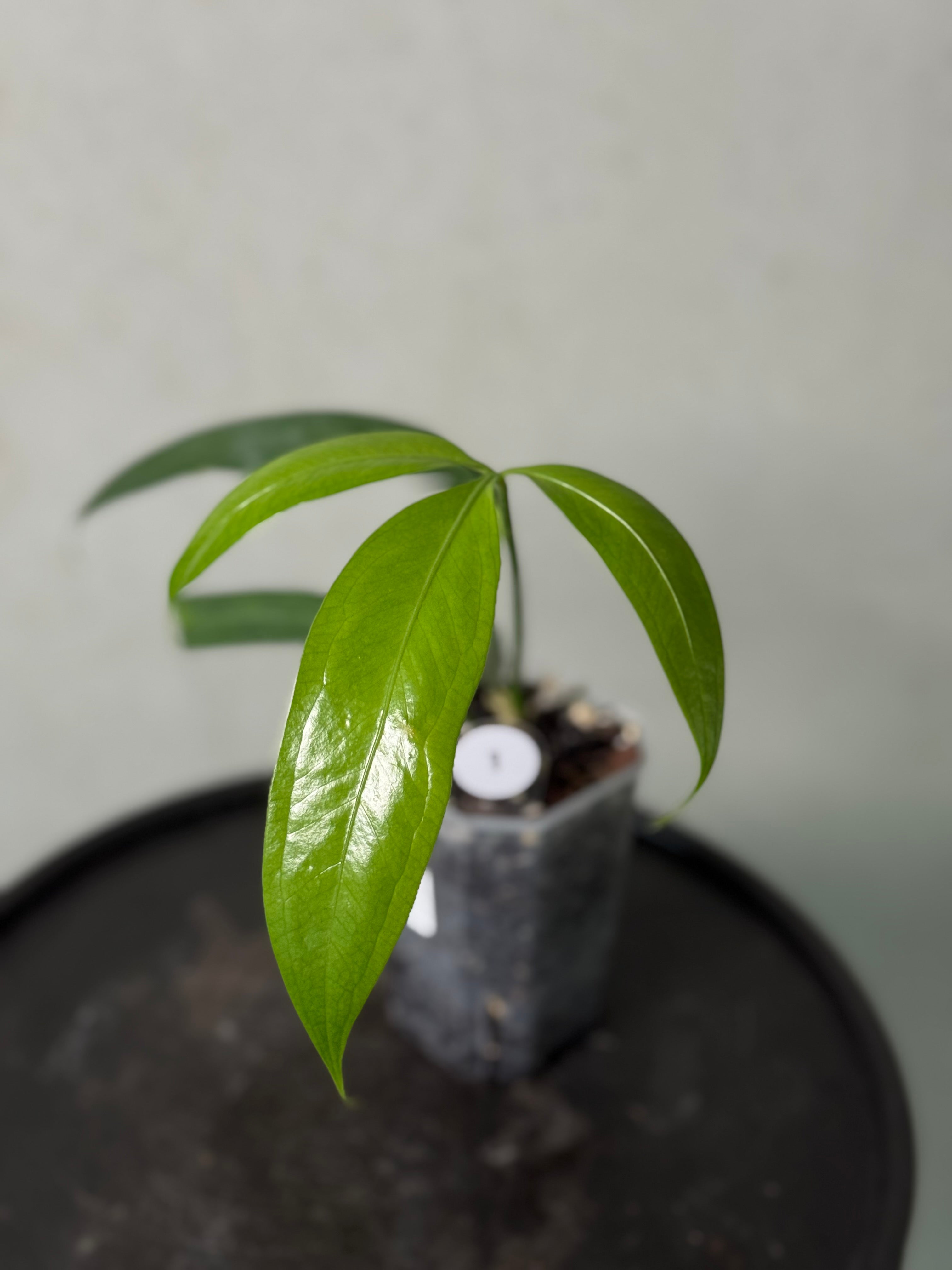 Anthurium Eminens S1