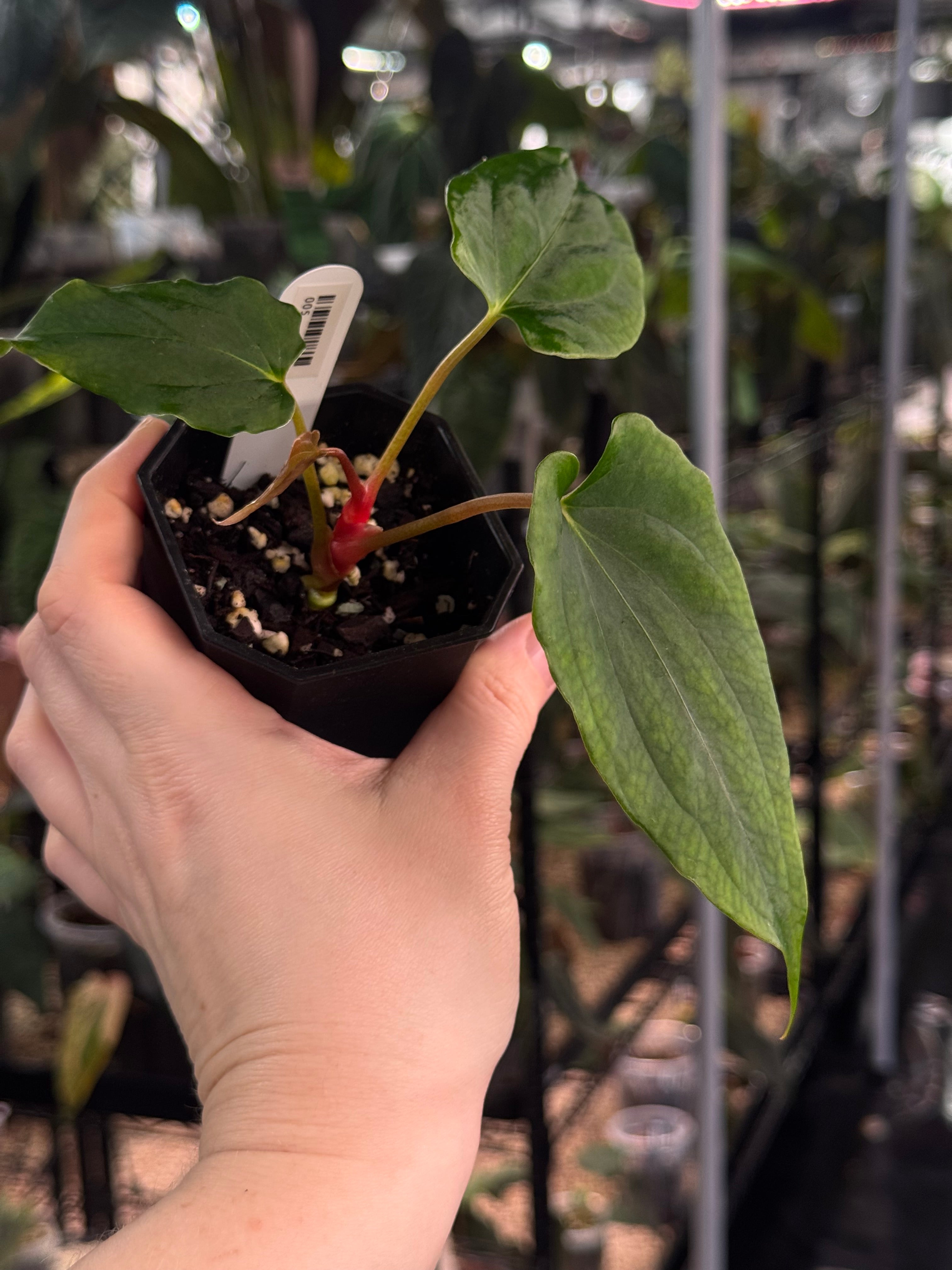 Anthurium Ralph Lynam x self