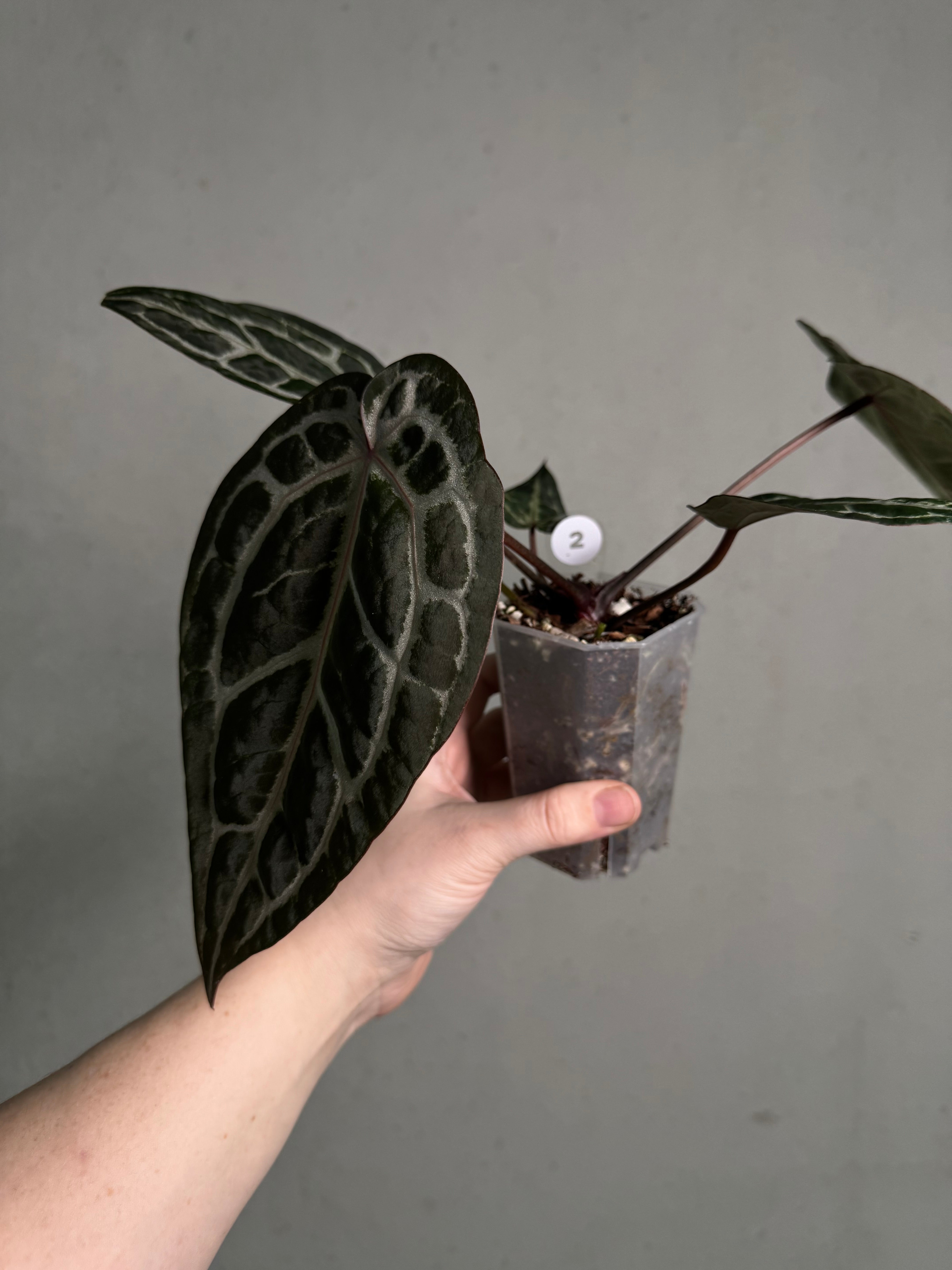 Anthurium DocBlock Michelle - SMUKHI