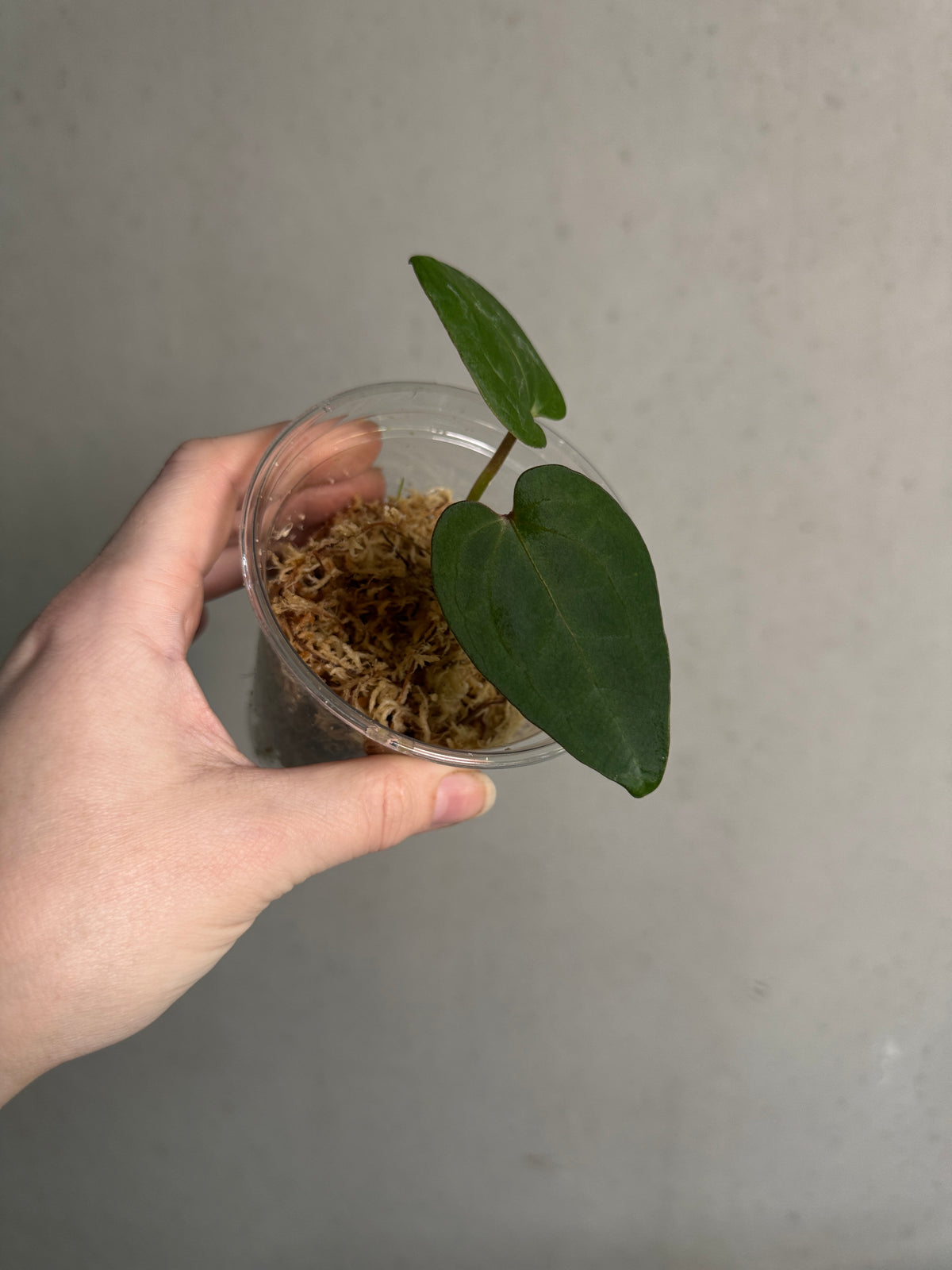 Anthurium Ace of Spades F1 plant by Crystallinaminum with glossy dark green leaves and distinctive black and white spade-shaped flowers.