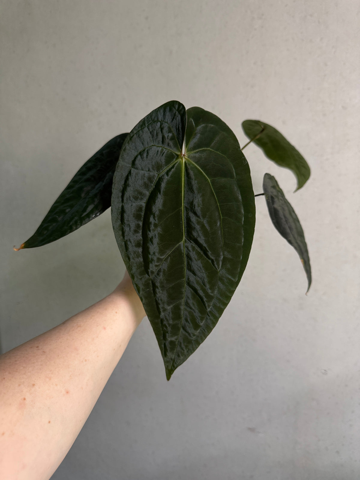 Crystallinaminum Anthurium Ace of Spades Dark Form x BVEP 'Bloodraven' plant with glossy dark leaves and vibrant spades, potted and healthy.