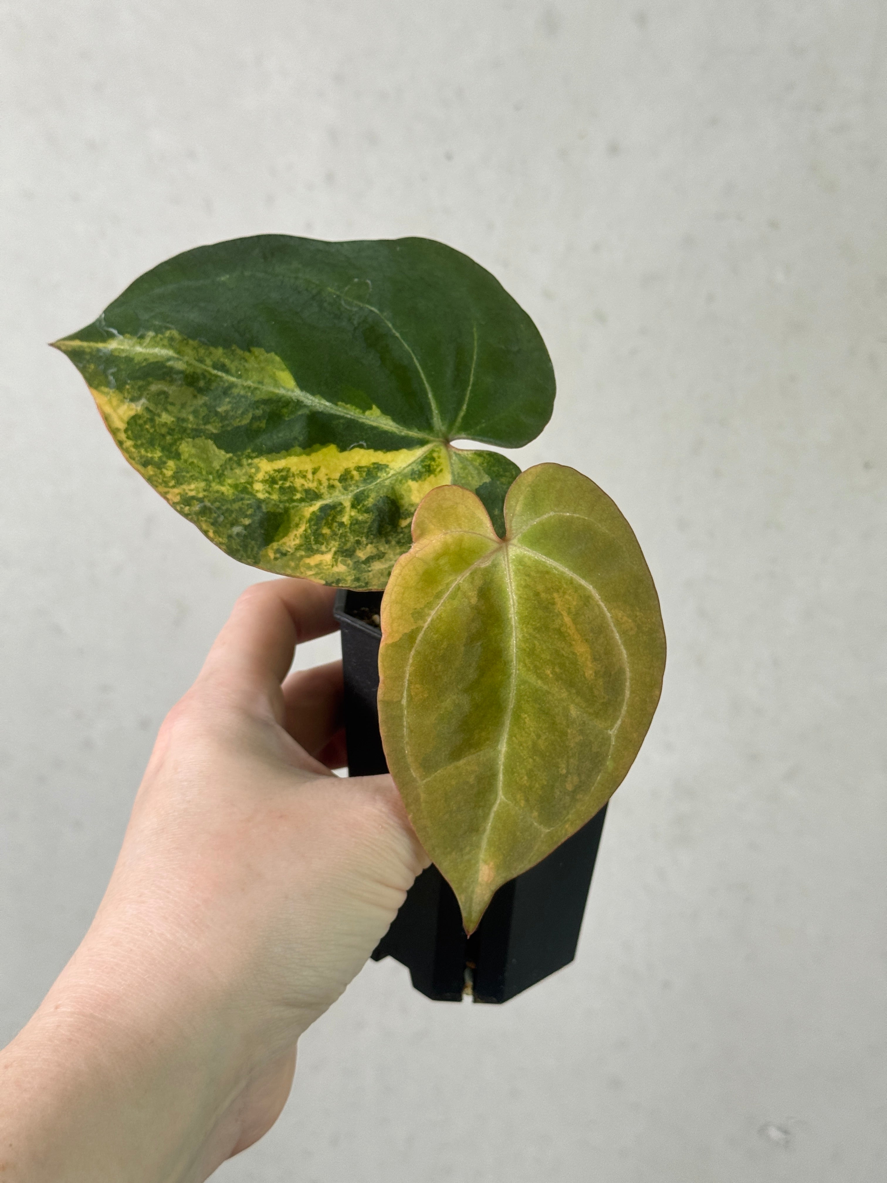 Anthurium 'Black Venom' Variegata plant with glossy dark leaves and variegated green and white foliage, displayed in a pot.