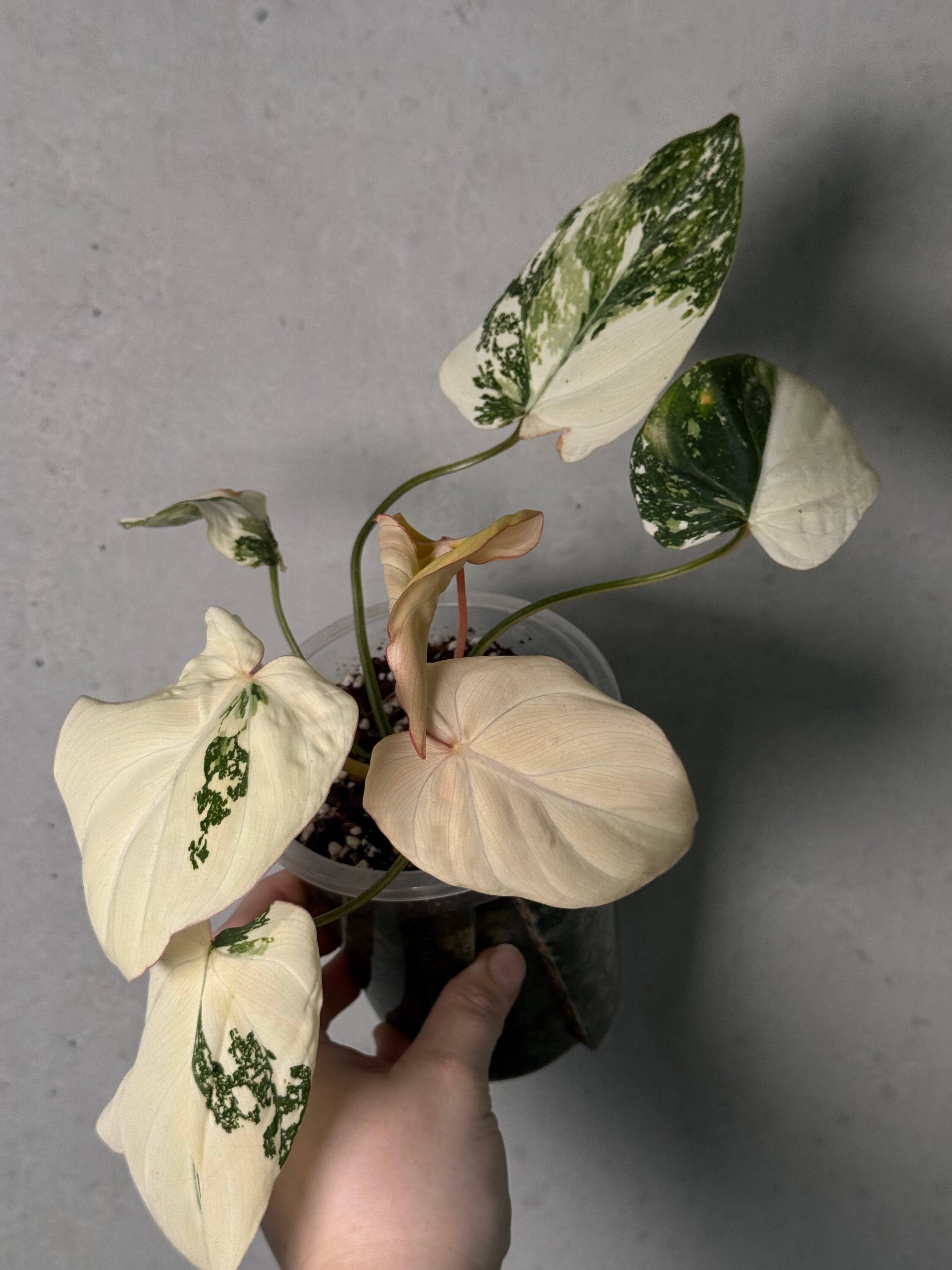 Philodendron Gloriosum Tricolor - SMUKHI