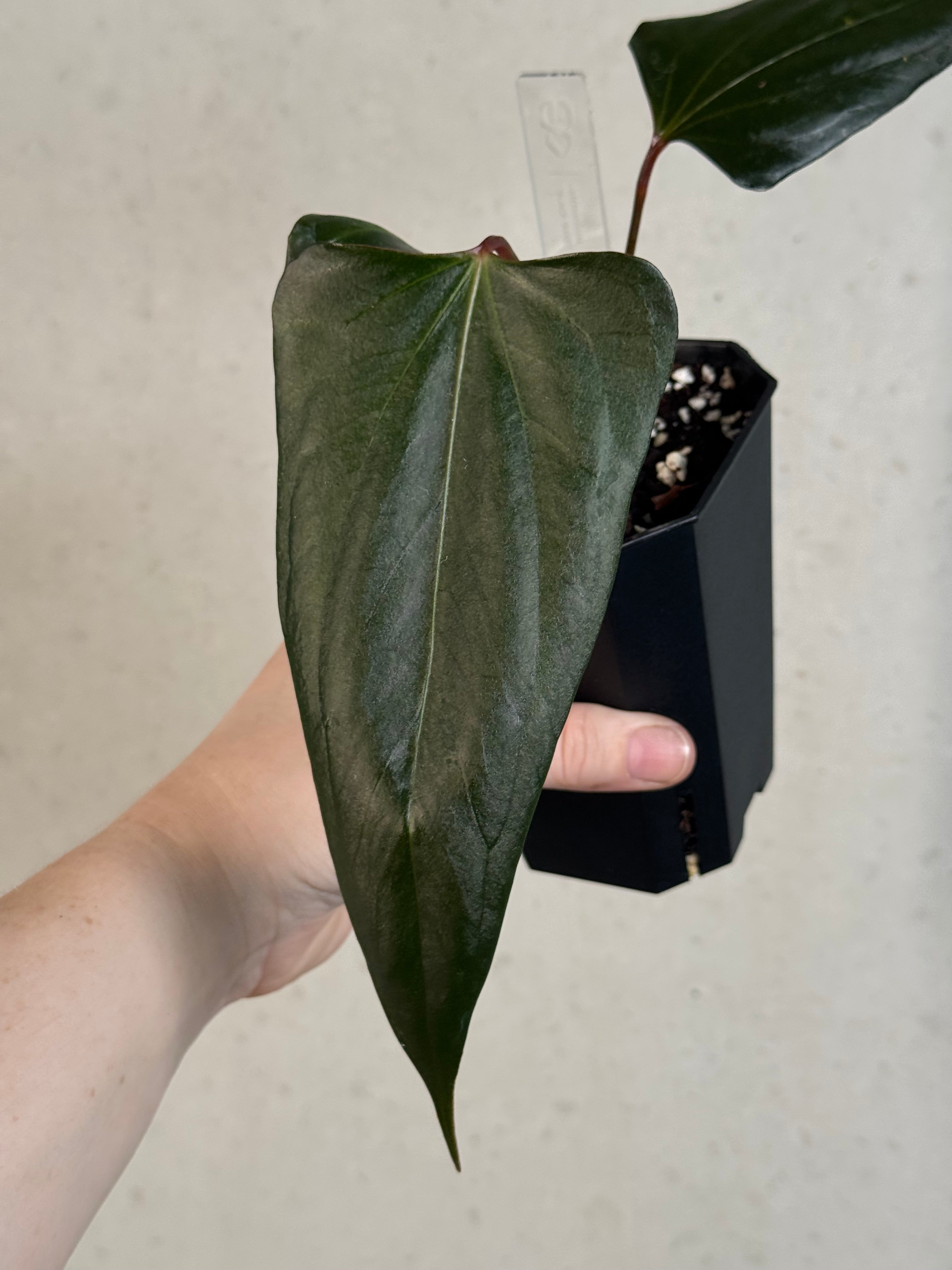 Anthurium ‘Black Sweet’ #2 - Clone