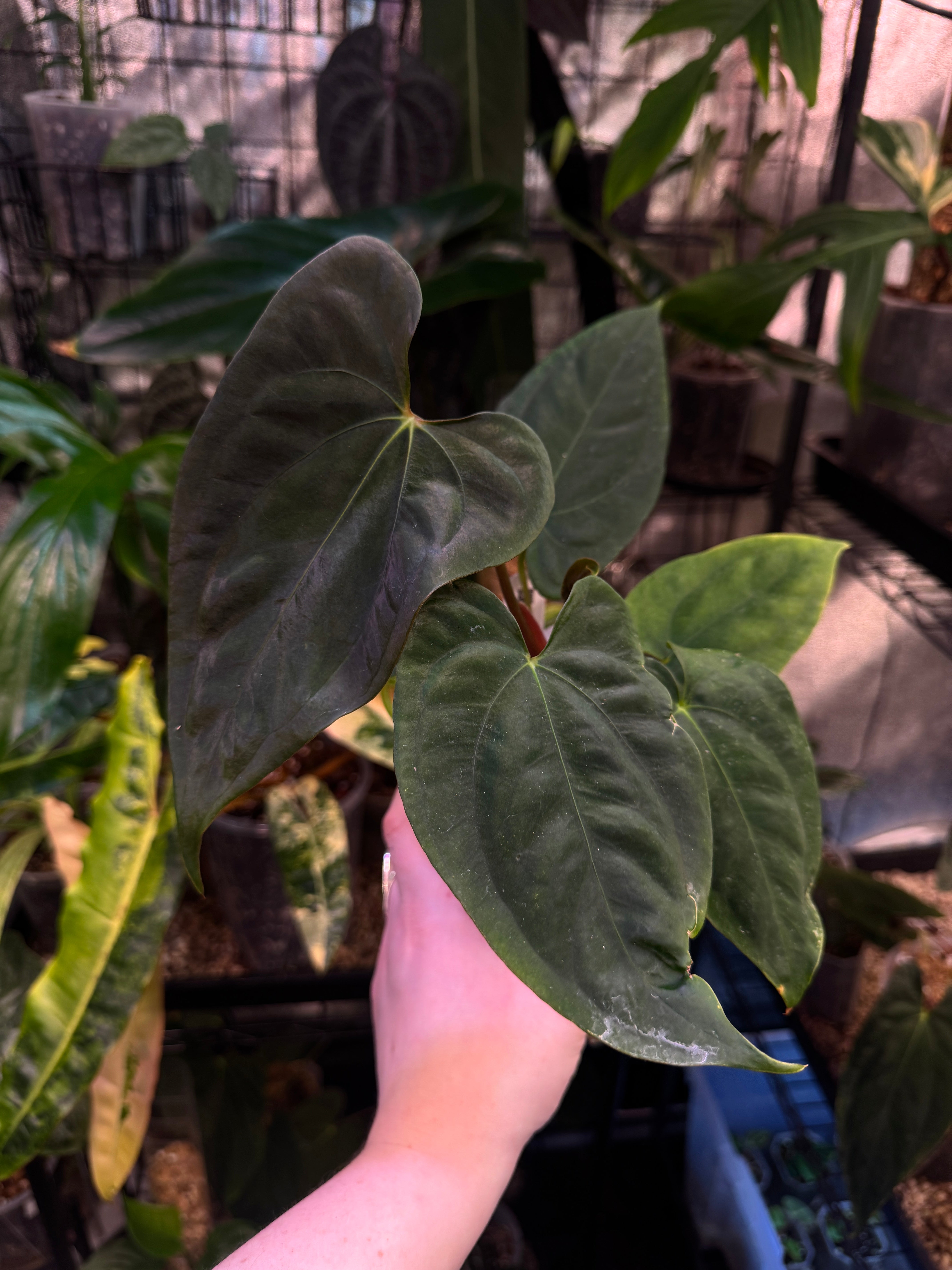 Anthurium FSxRL ‘Grim Reaper’ x Papillilaminum RA6