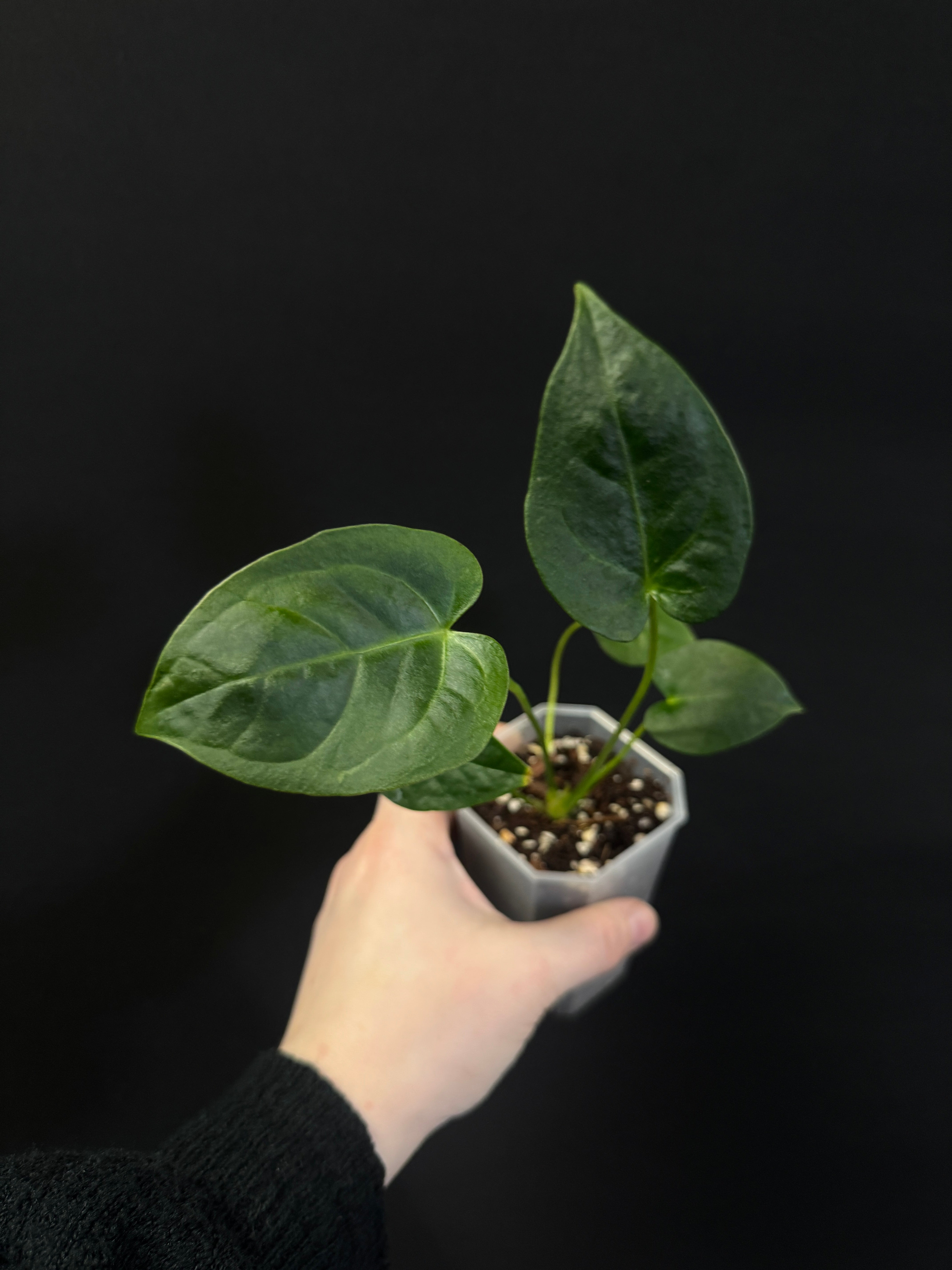 Anthurium Veitchii x Forgetii Silver (or Radicans)