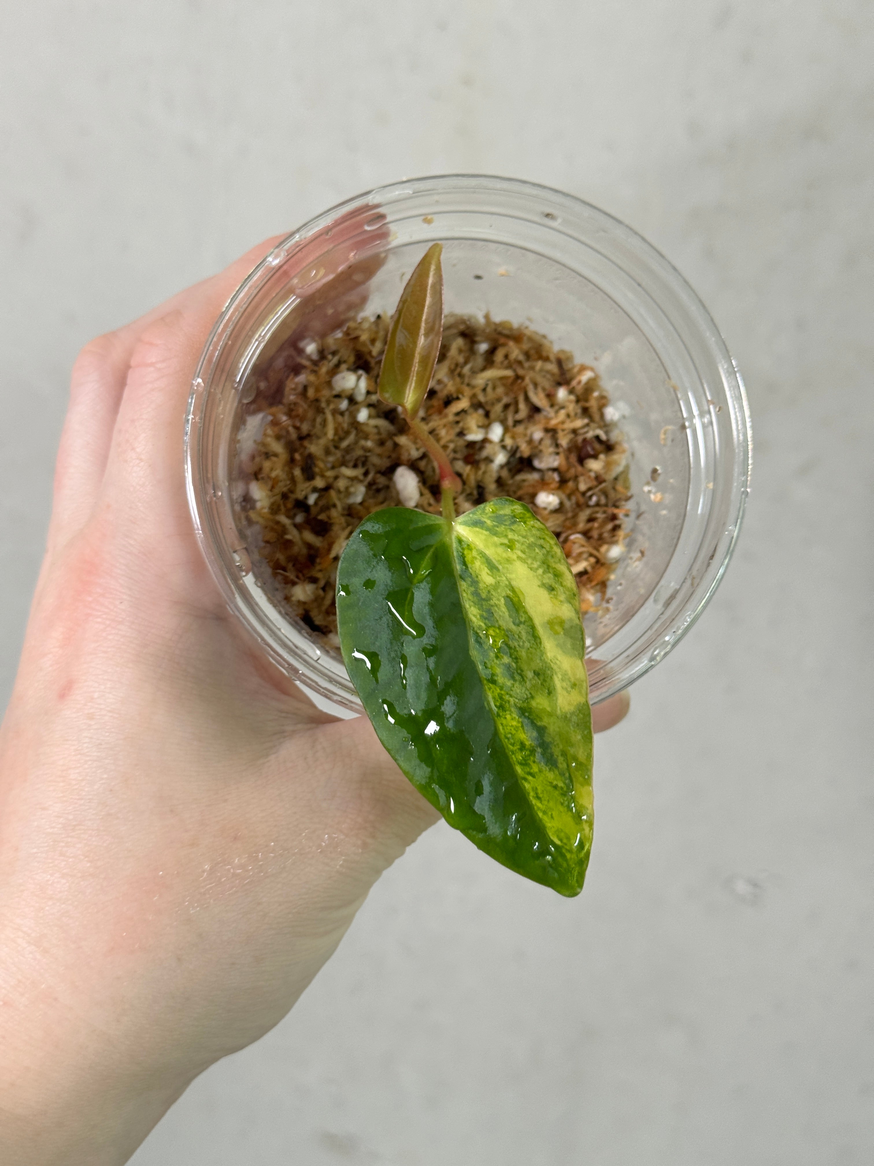 Variegated Anthurium Papillilaminum plant from SMUKHI, showing lush green leaves with white variegation and vibrant foliage.