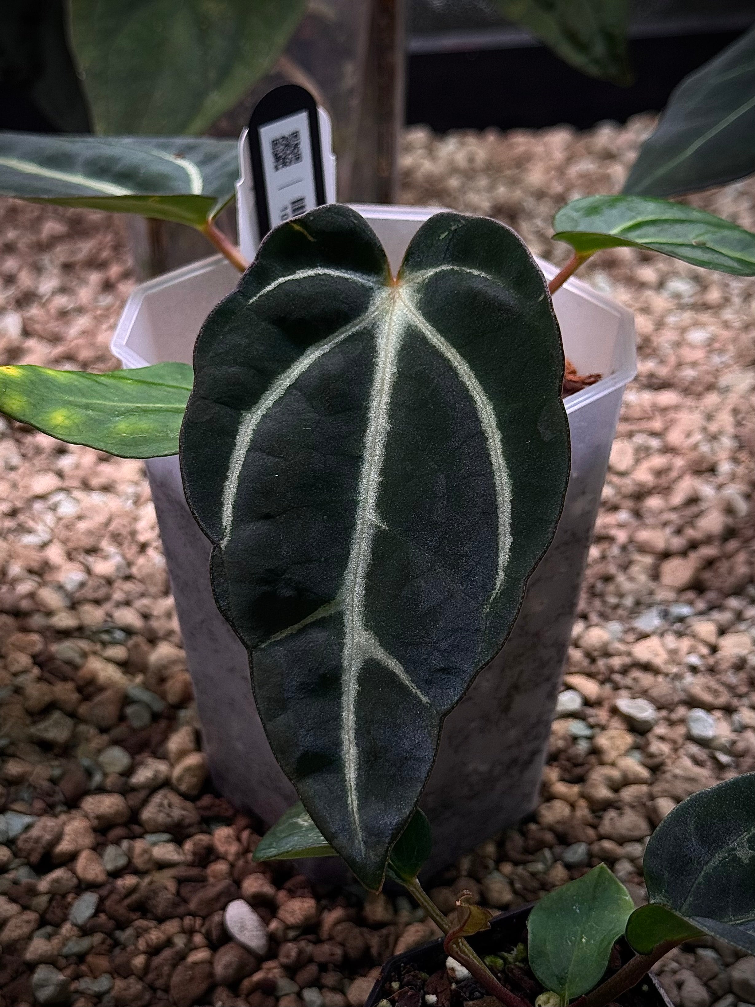 NFS: Anthurium Carlablackiae PM2 x PM1 #2 - SMUKHI
