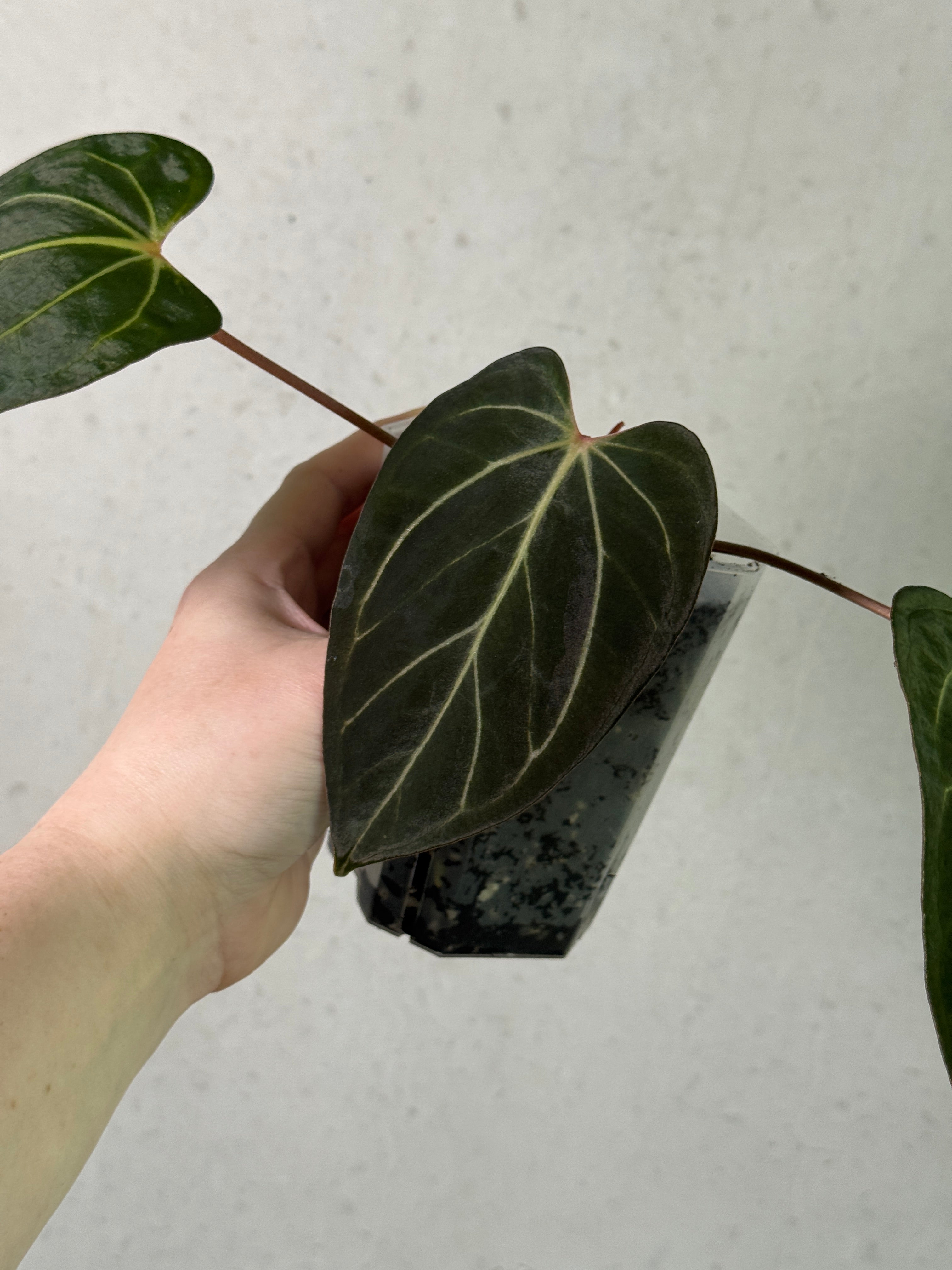 Anthurium Carlablackiae and Portillae 'Dorito' clone plants with dark glossy leaves, displayed in pots, from Granthuriums.