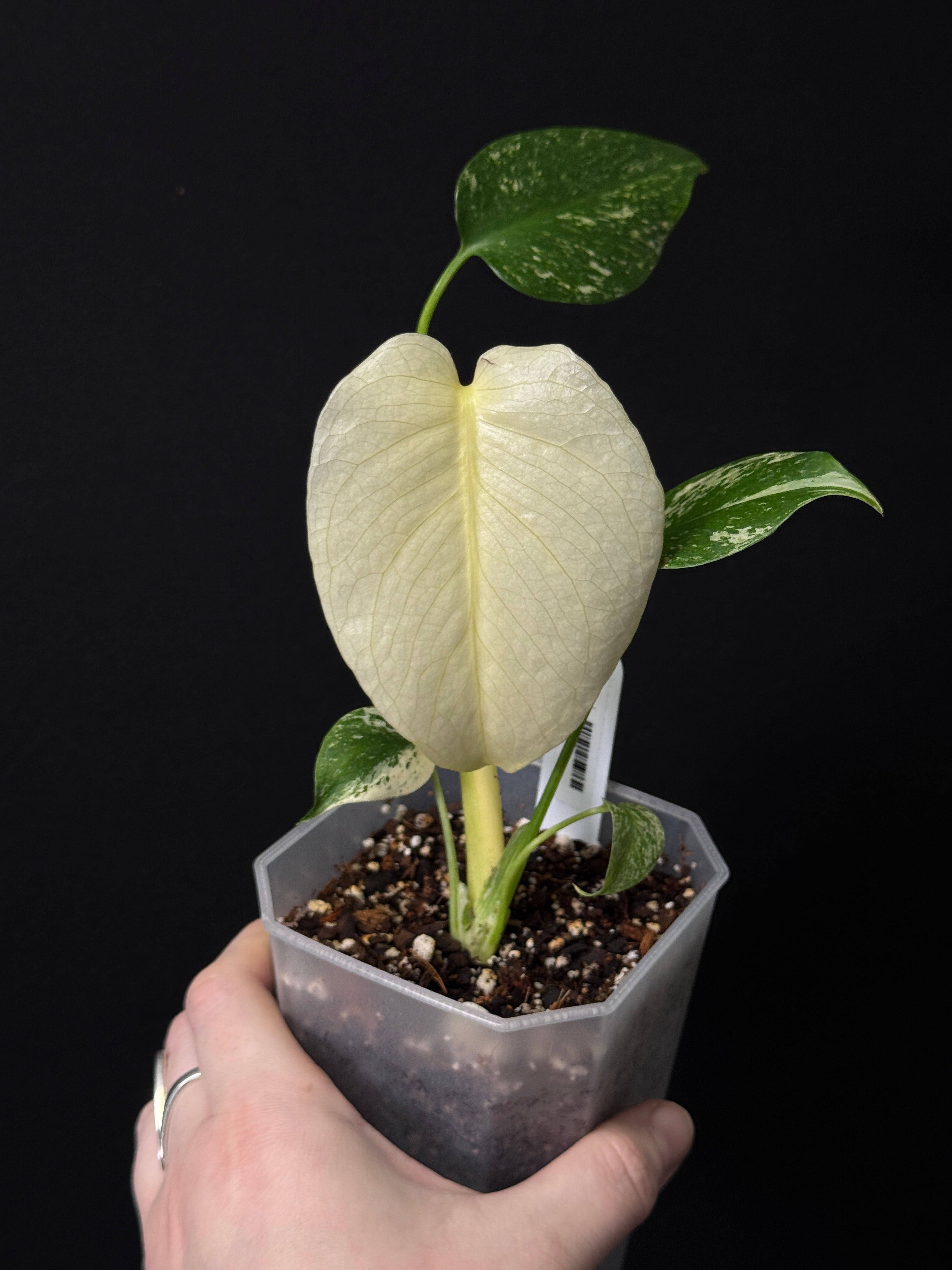 Monstera Mint