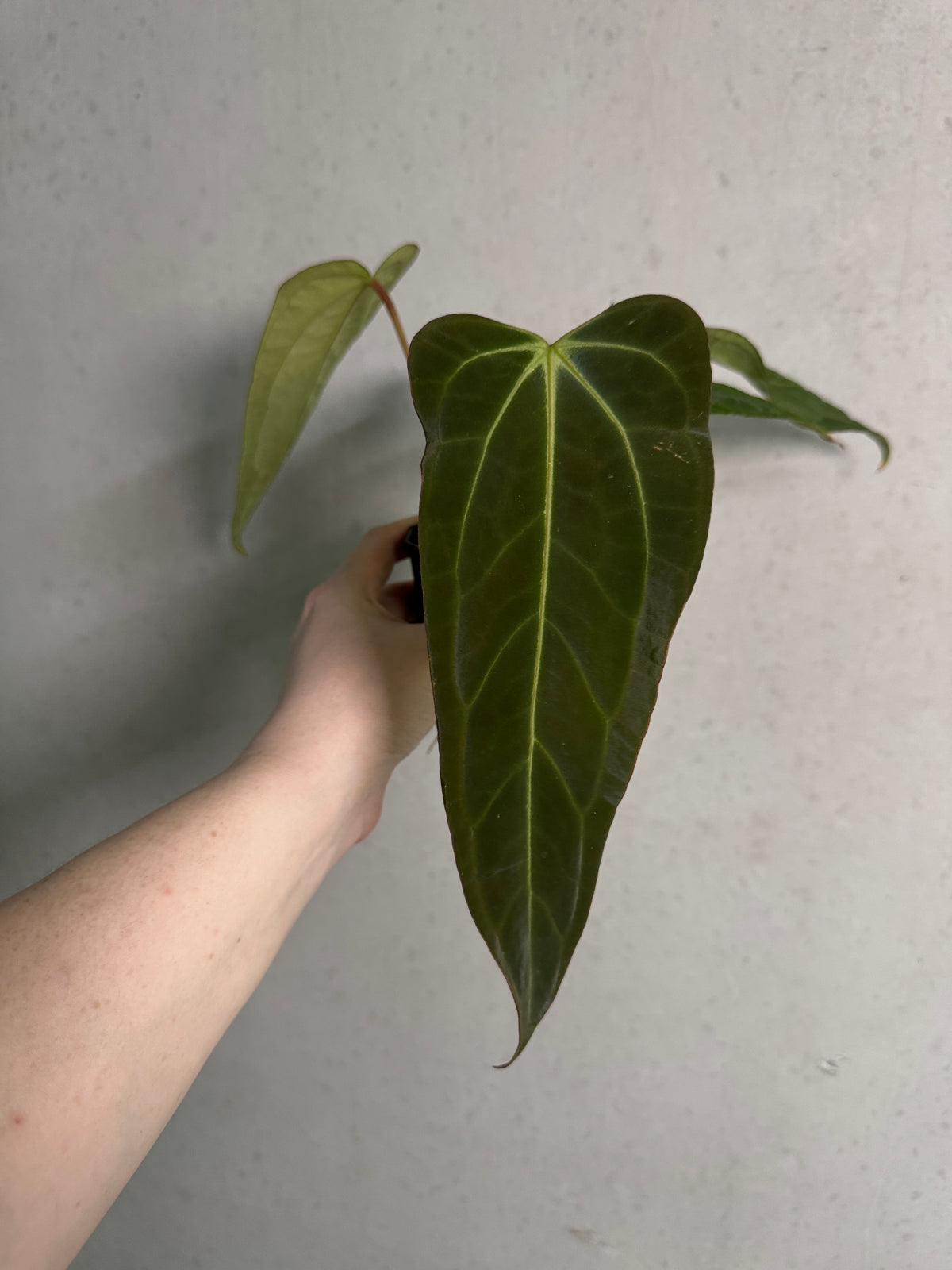 Anthurium Singapore Trilobe plant by Jiggy Plant Guy with dark green leaves and vibrant red flowers, shown in a close-up view.