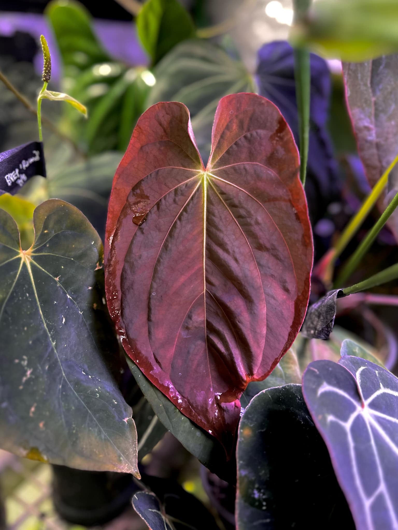 Anthurium Antolakii / BVEP (Round x RA1) x Dressleri NSE 'Obsidian'