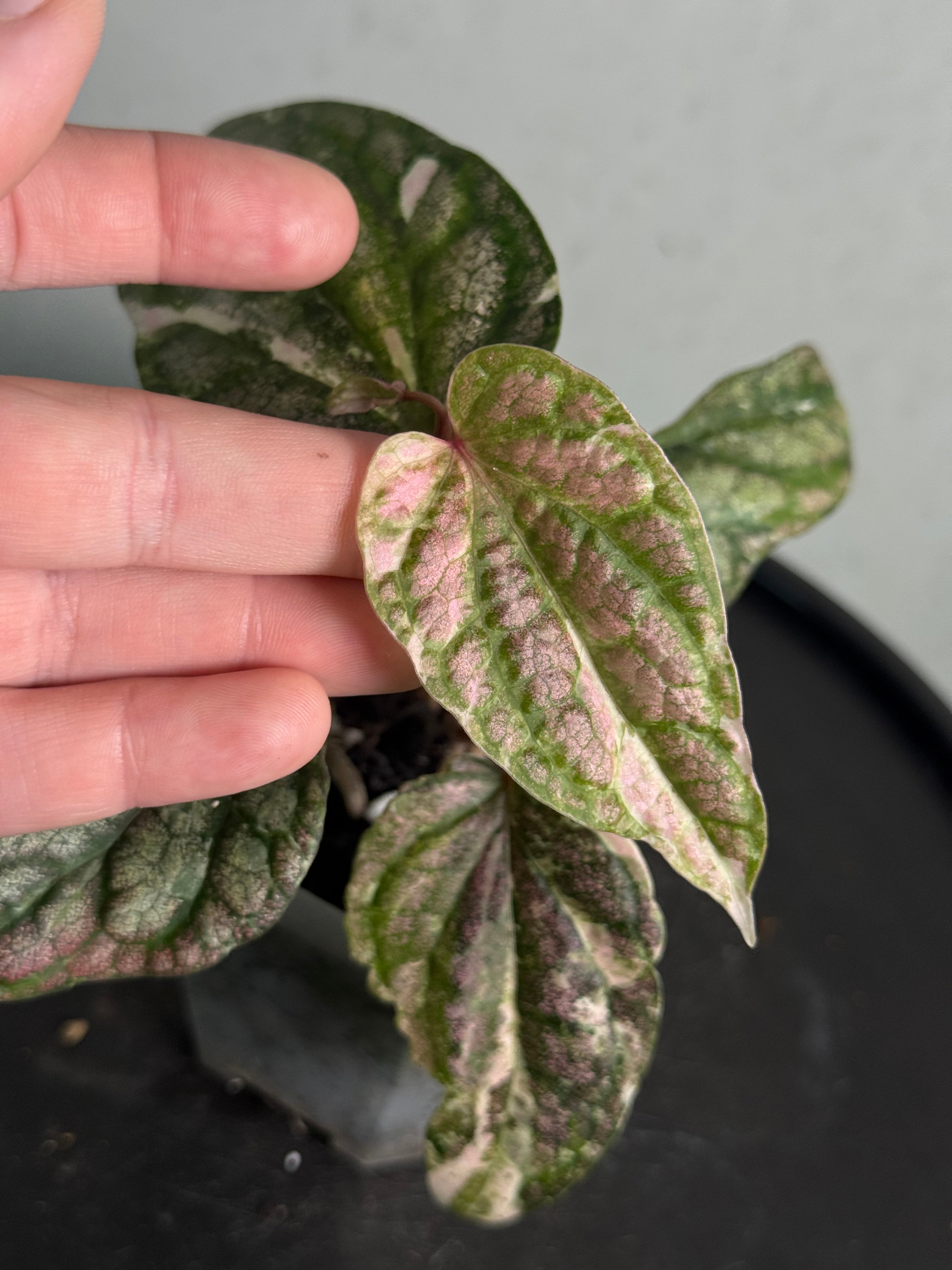 Piper Sylvaticum Variegata