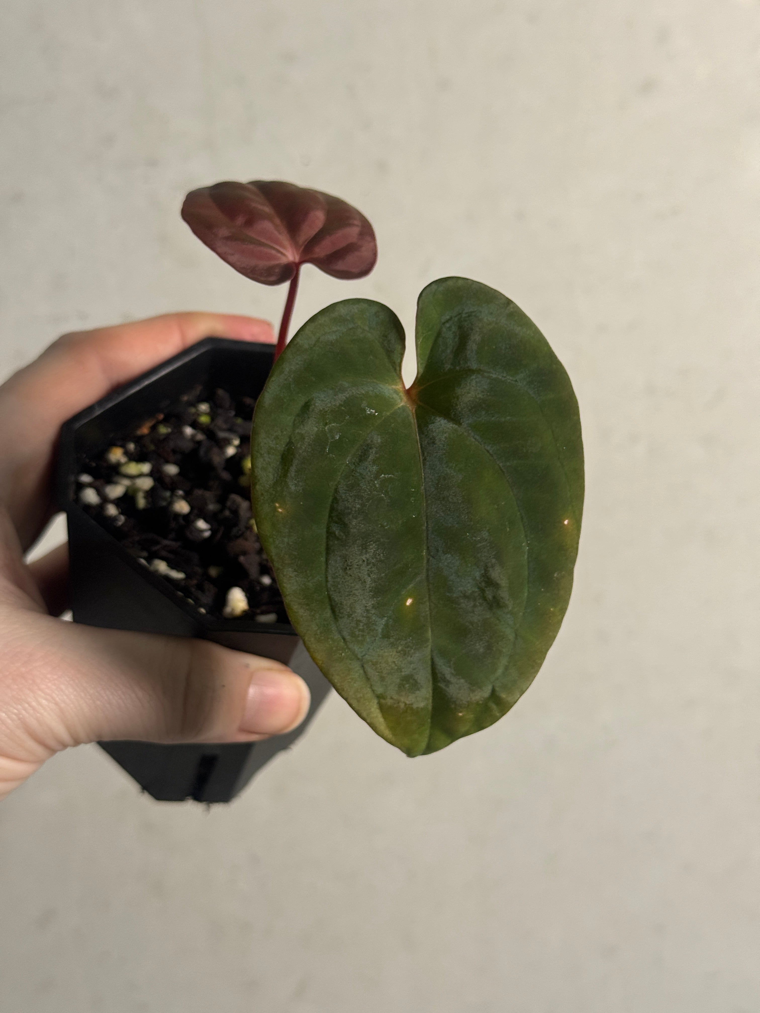 Anthurium Papillilaminum RA4 S1 x 'Vanderbilt' - Clone - SMUKHI