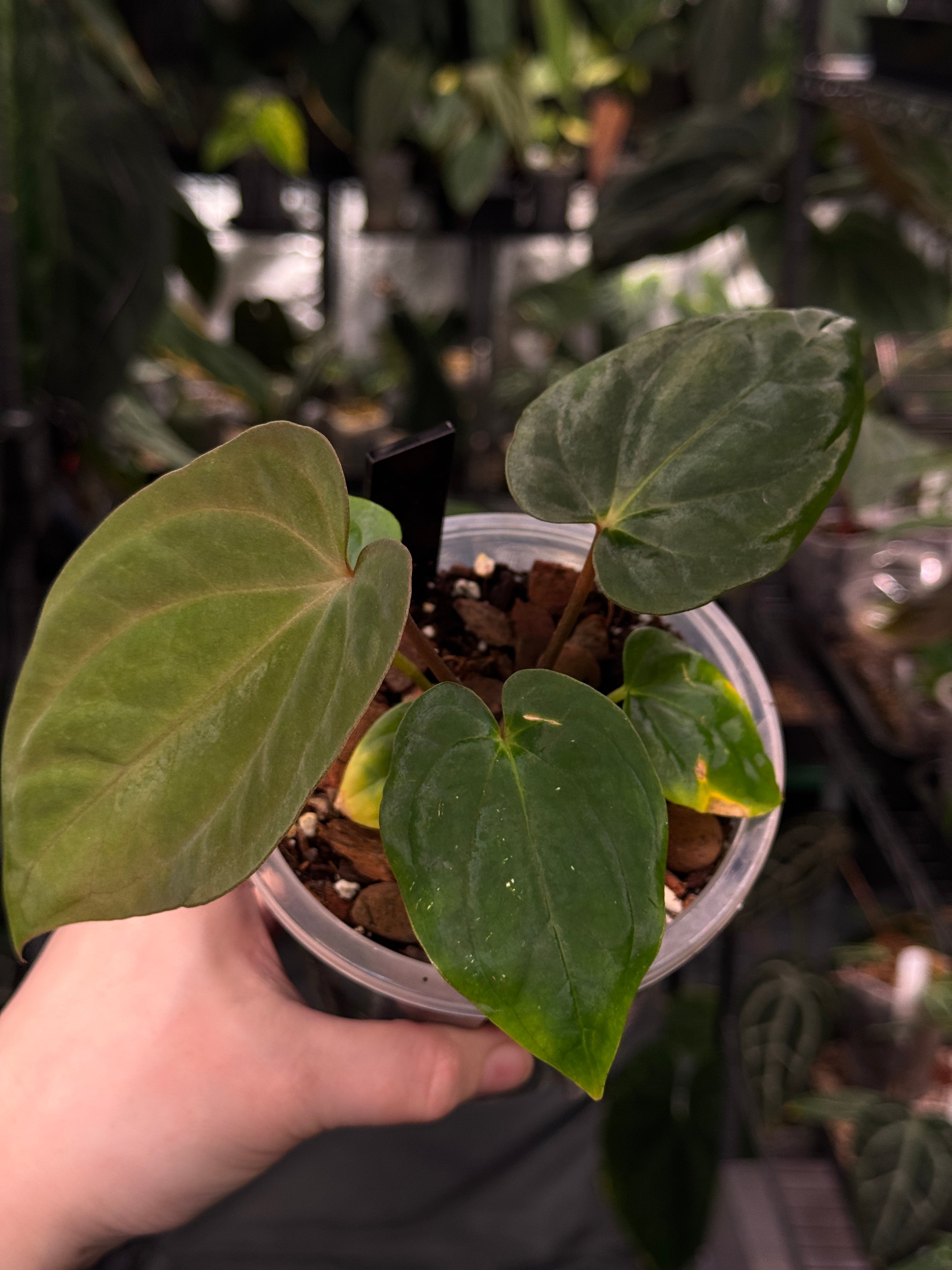 Anthurium Antolakii / BVEP RF1 x 'Dark Star'