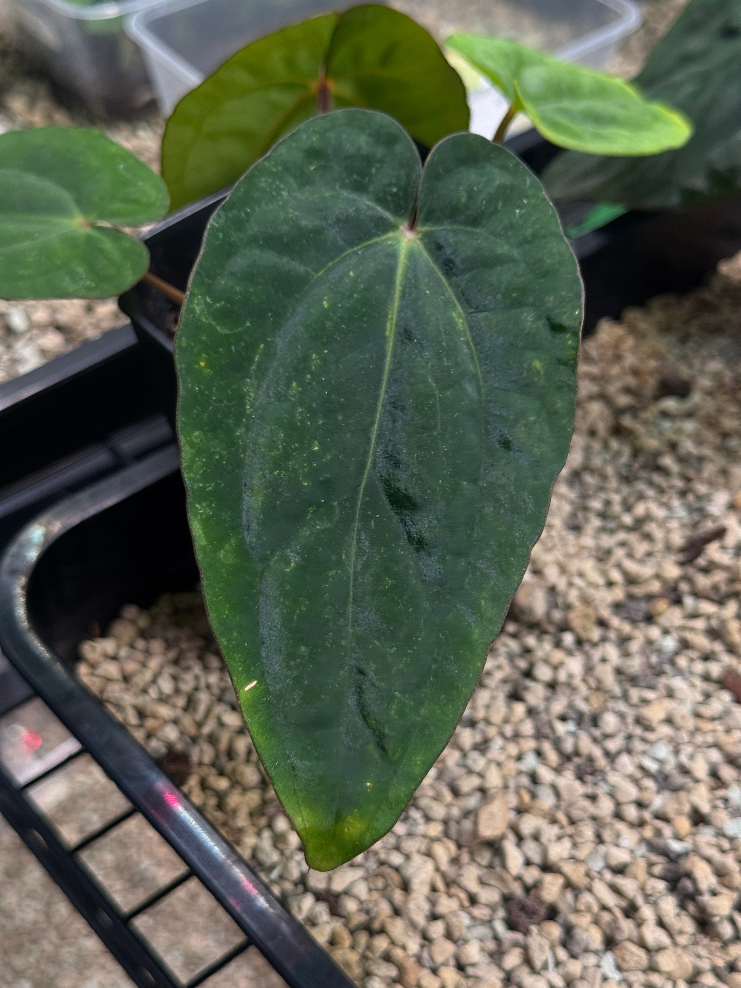 Anthurium (Dressleri RG F2 Dark x Carlablackiae 'Amanda') x Dressleri RG