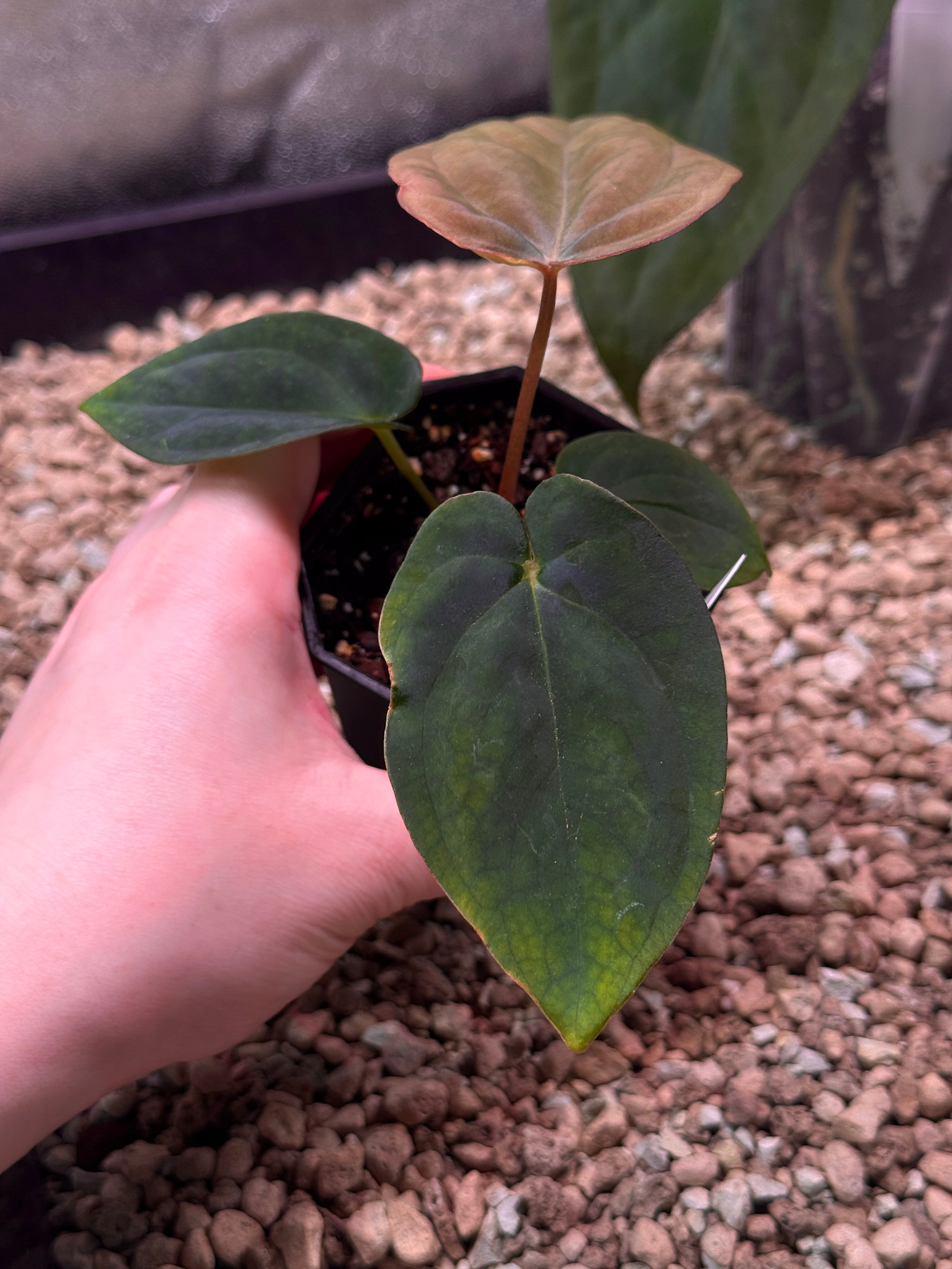 Anthurium BVEP Round x Felix - Clone