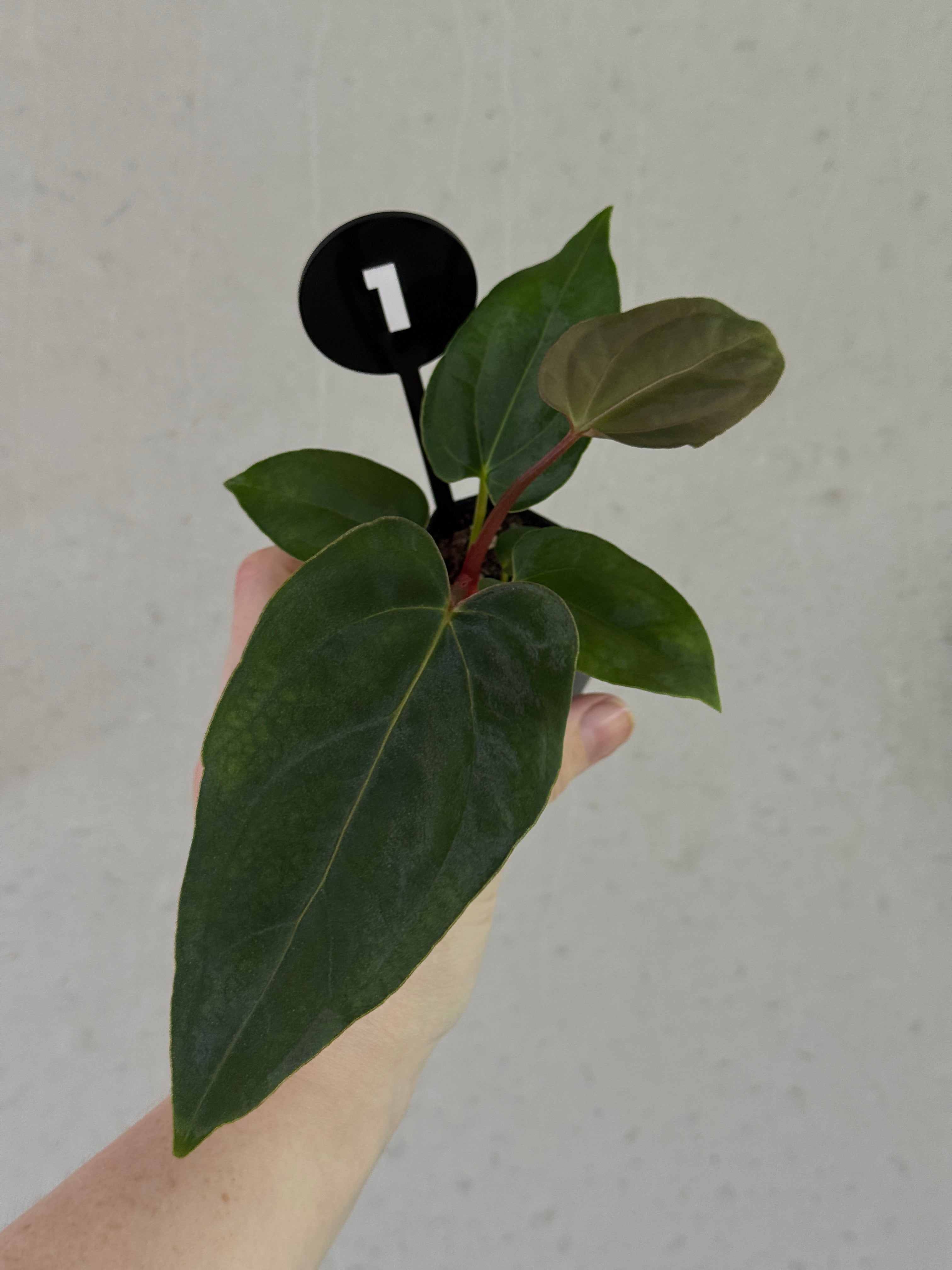 Anthurium plant with glossy dark green leaves and vibrant red flowers, cultivated by SMUKHI, showcasing unique hybrid foliage and blooms.
