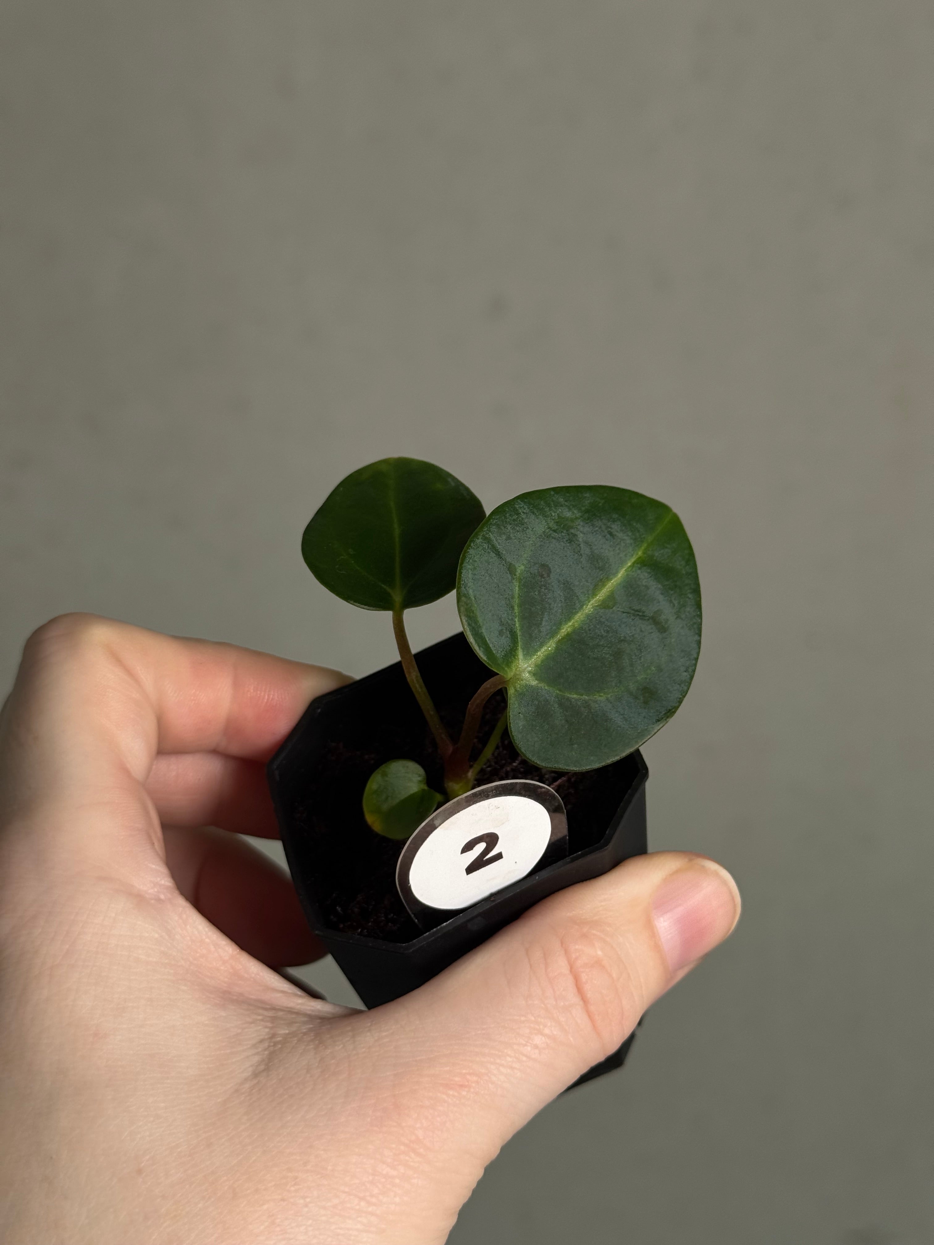 Anthurium Carlablackiae 'JPG.1' x RA10 S1 - SMUKHI