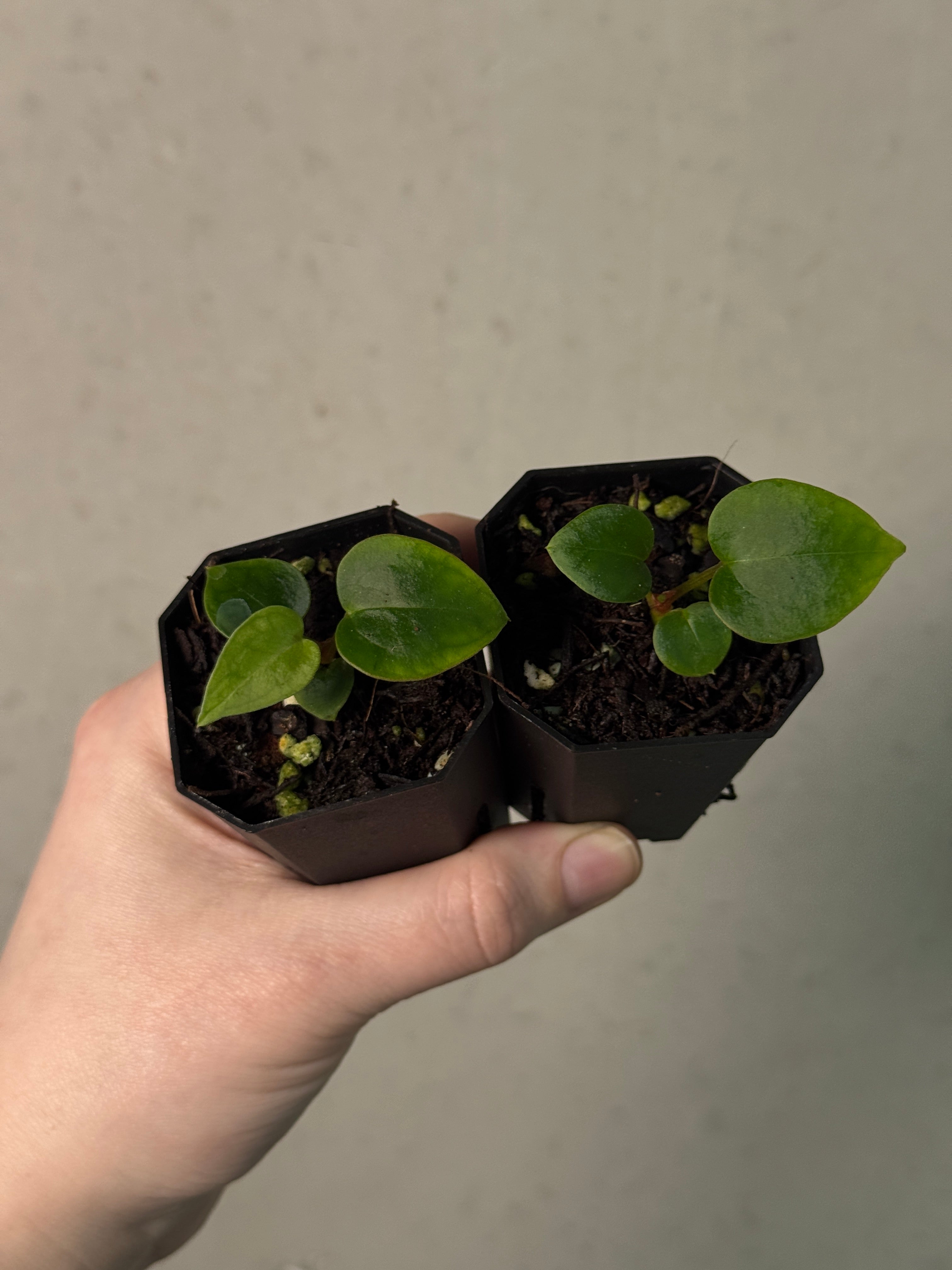 Anthurium (Black Widow x Red Velvet Cake) x Crystallinum ‘Chocolate’