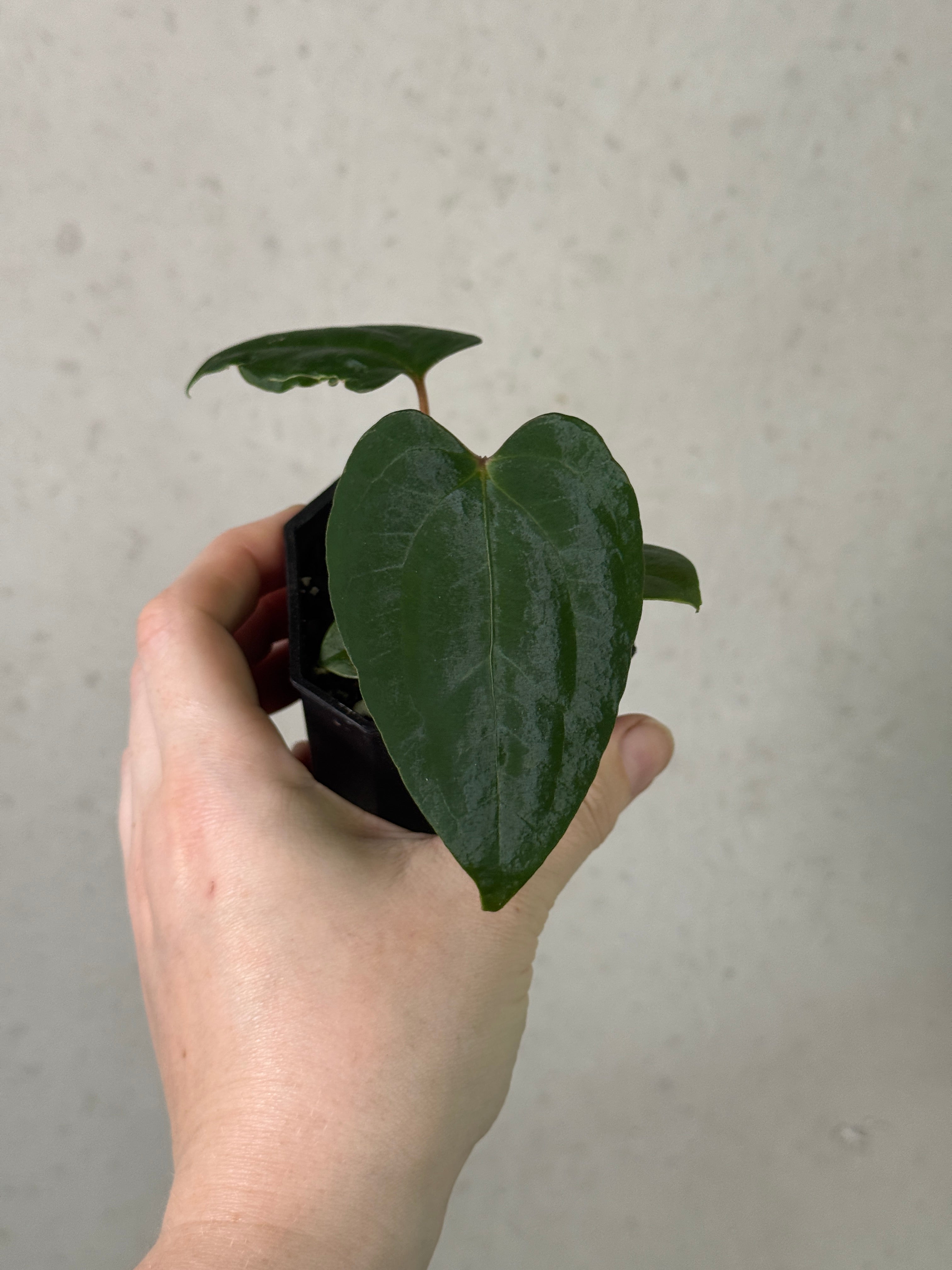 Variegated Stingray Anthurium Red Vein Dark Phoenix plant with dark green leaves and striking red-veined foliage.