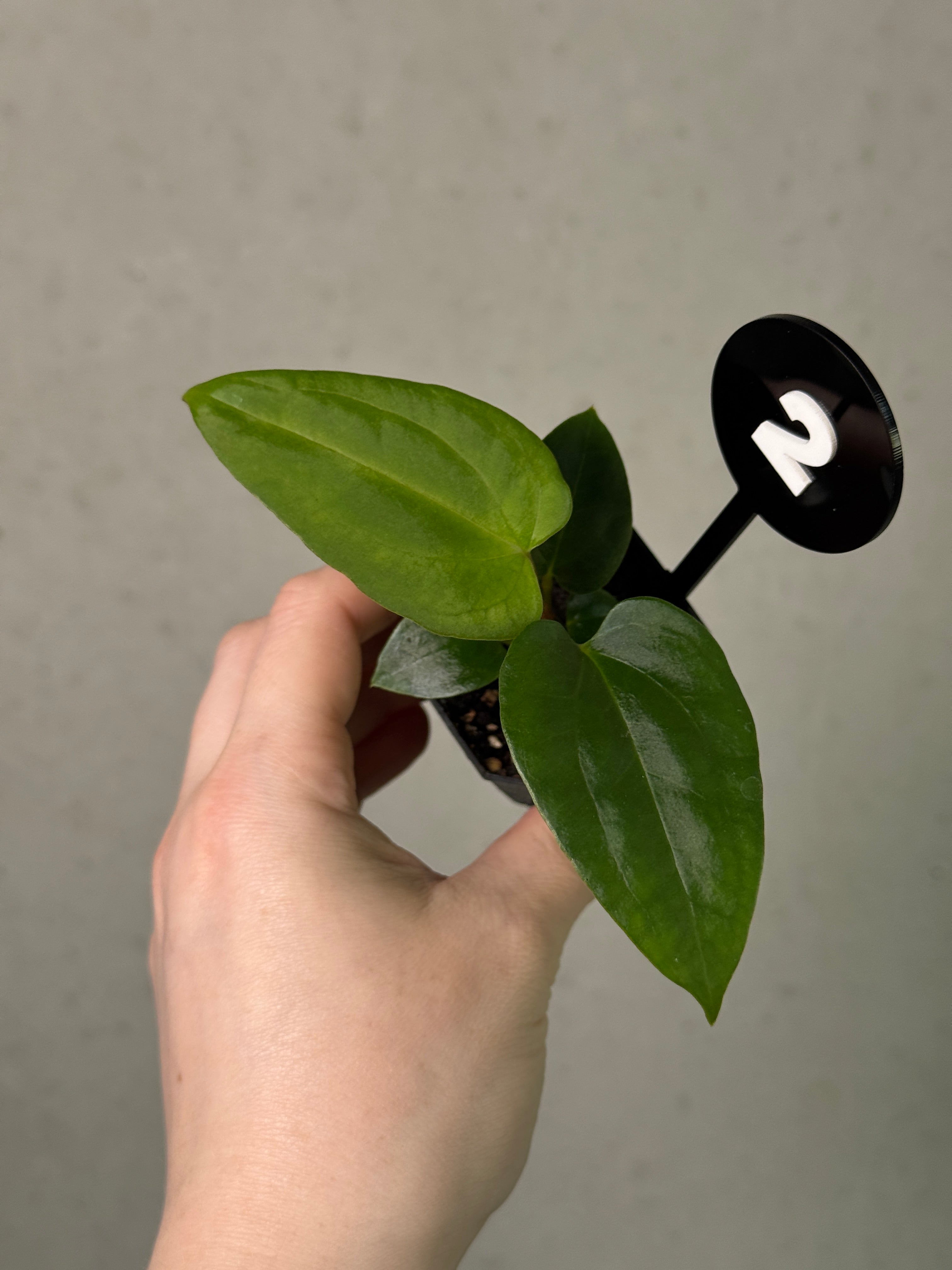 Anthurium (Papillilaminum 'Marie' x 'IL') x (Carlablackiae RD3 x FSxRL ‘Grim Reaper’)