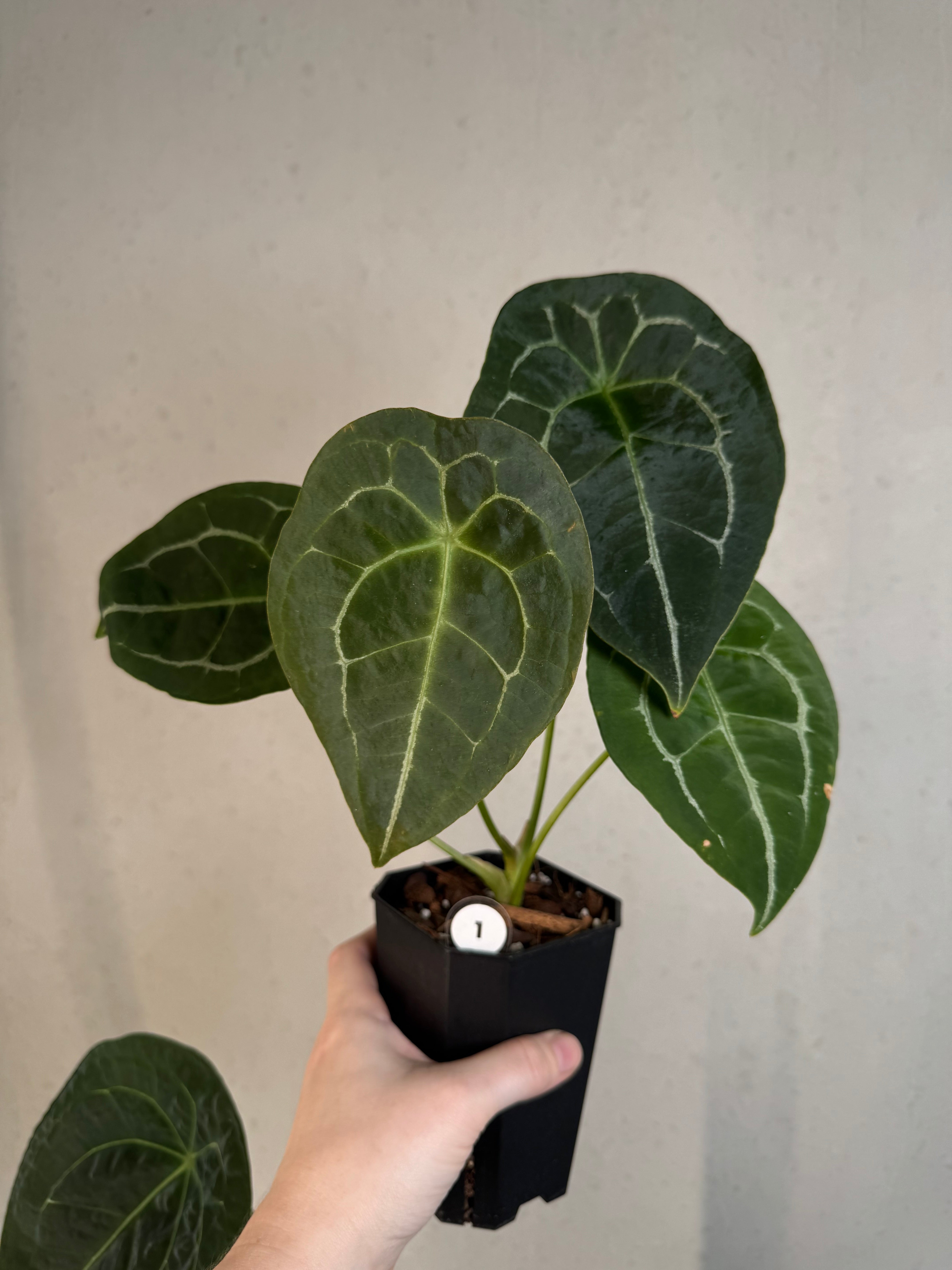 Anthurium Forgetii Silver/White Stripes