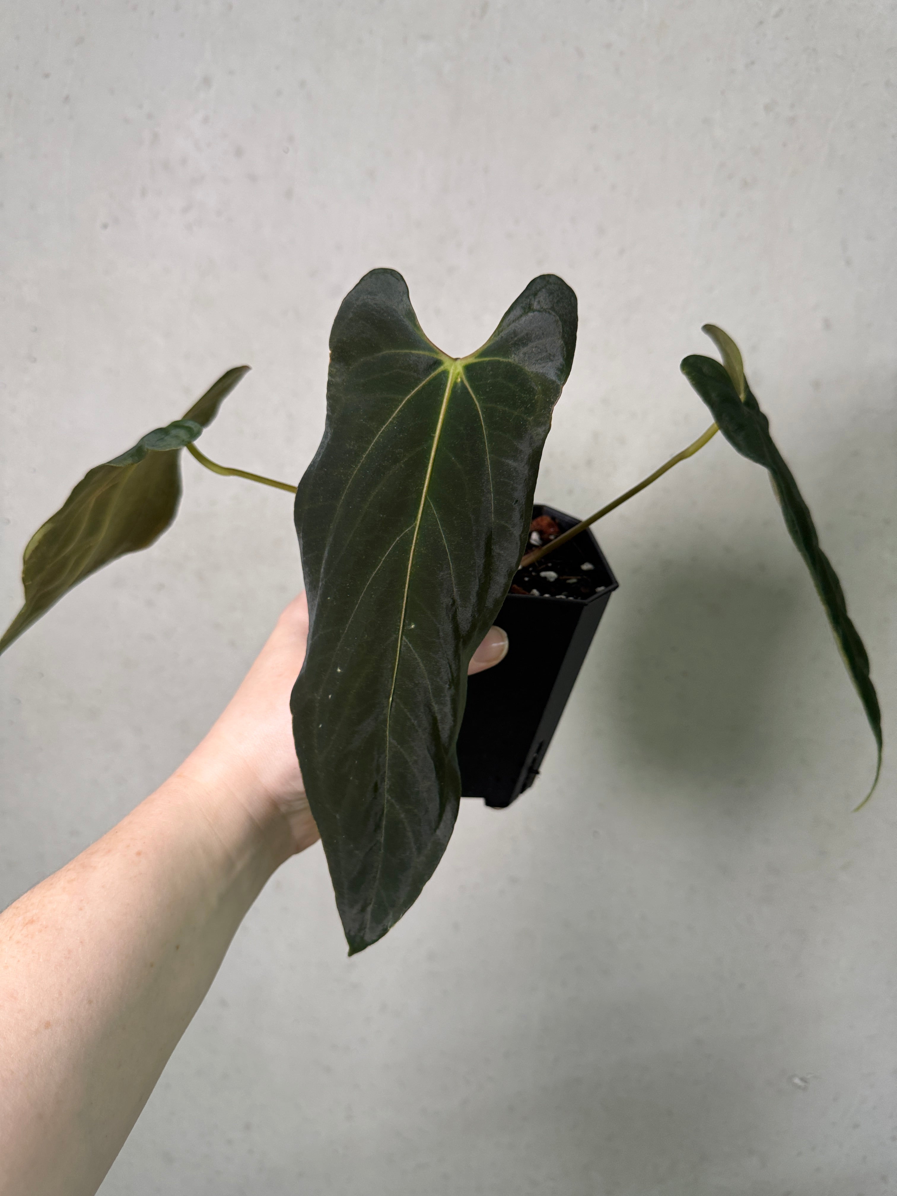 Anthurium Fort Sherman x Ralph Lynam S1 plant from The Lonely Sanctuary, showcasing glossy green leaves and vibrant flowers.