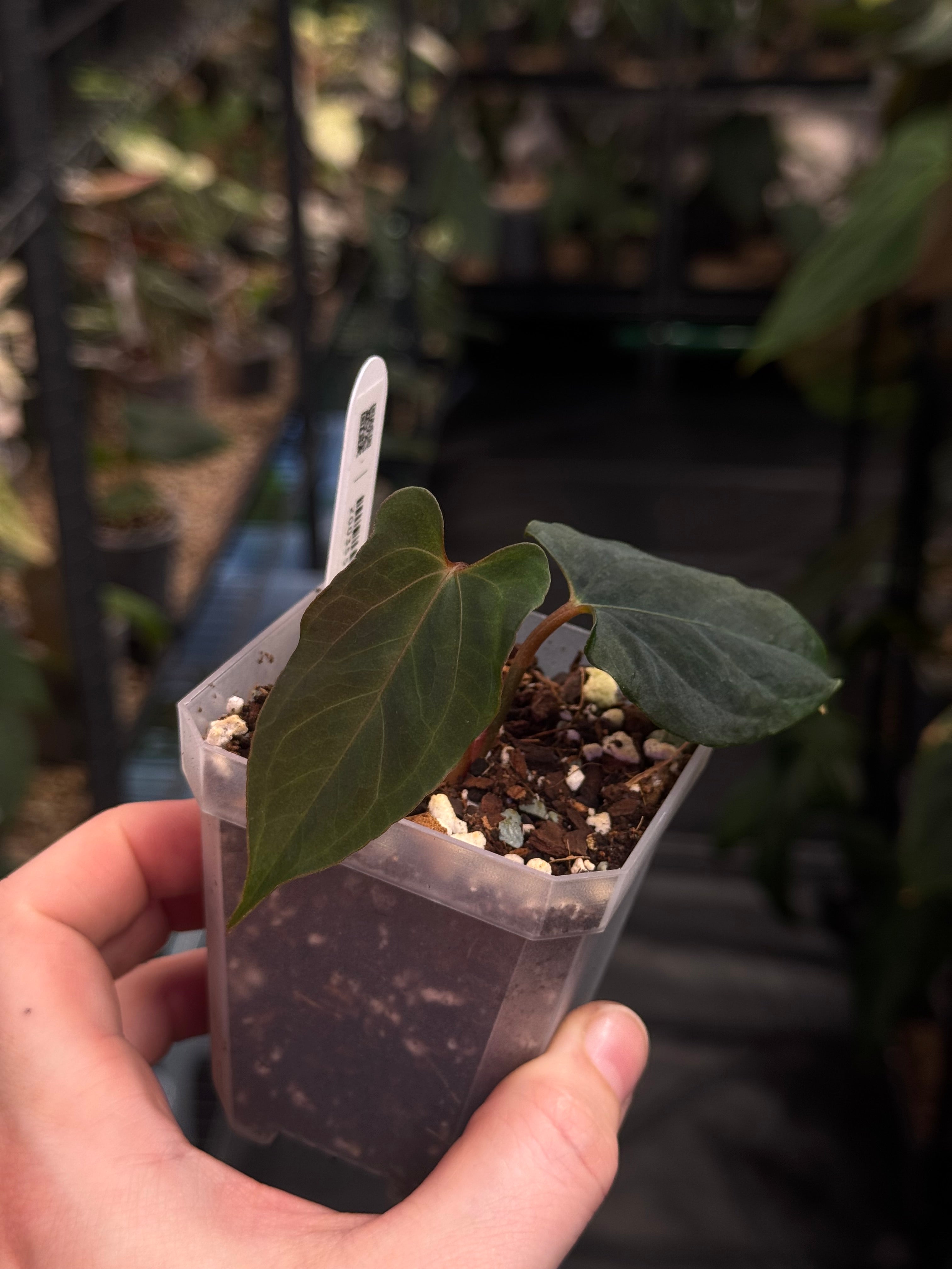 Anthurium Ralph Lynam x self