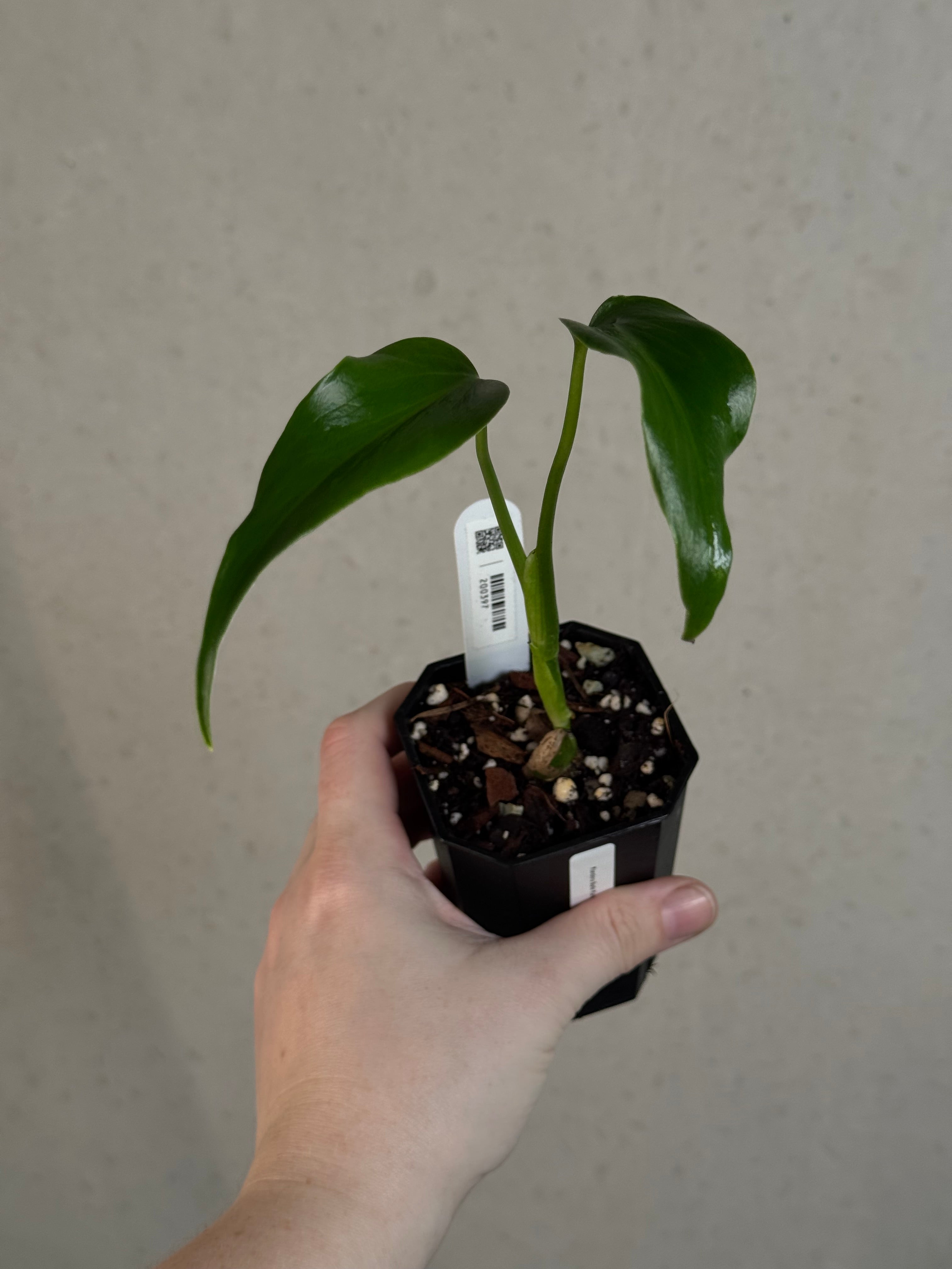 Monstera Burle Marx Flame - Clone