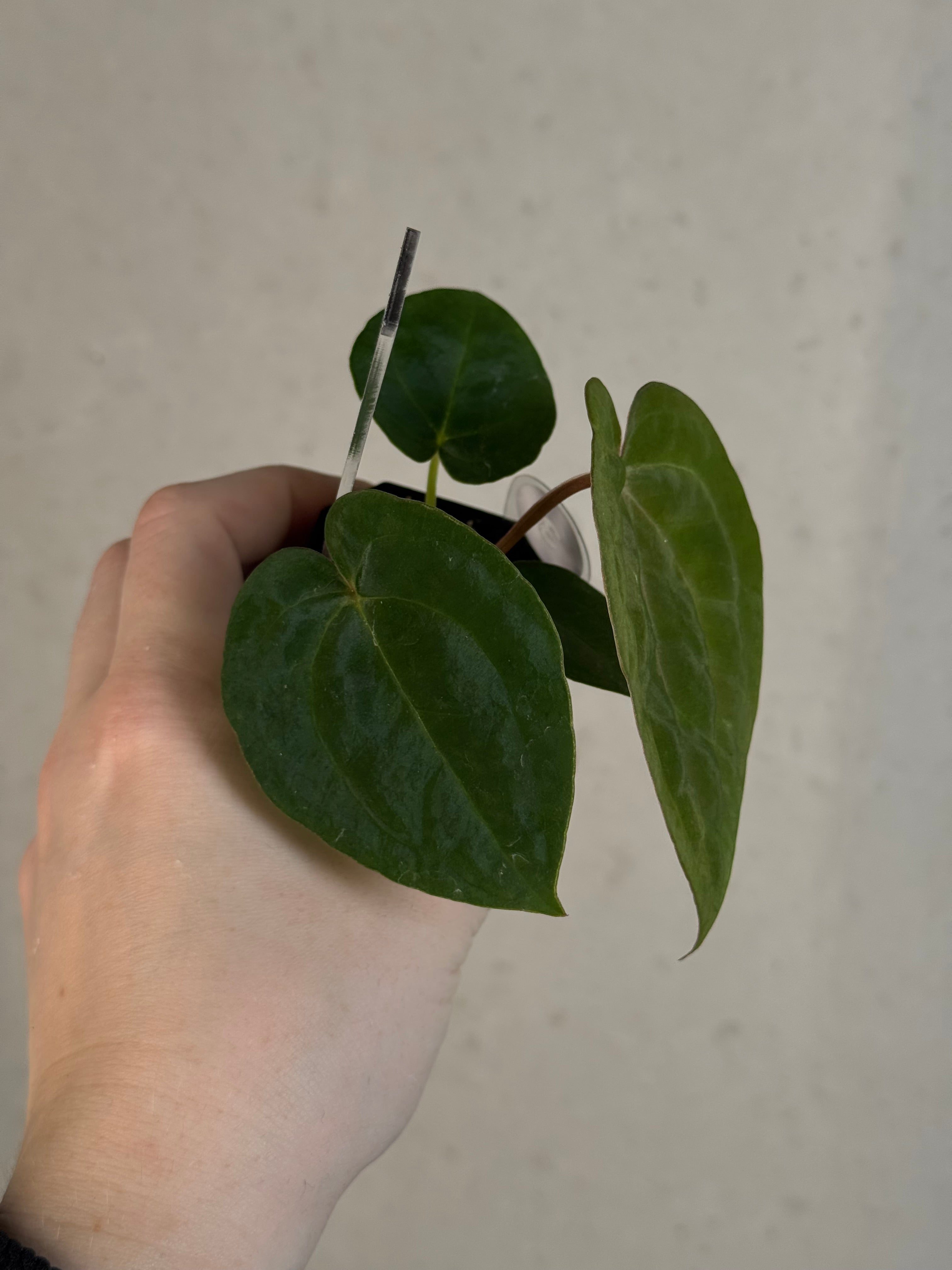 Anthurium Papillilaminum 'Guna Yala' x (Zara x Michelle)