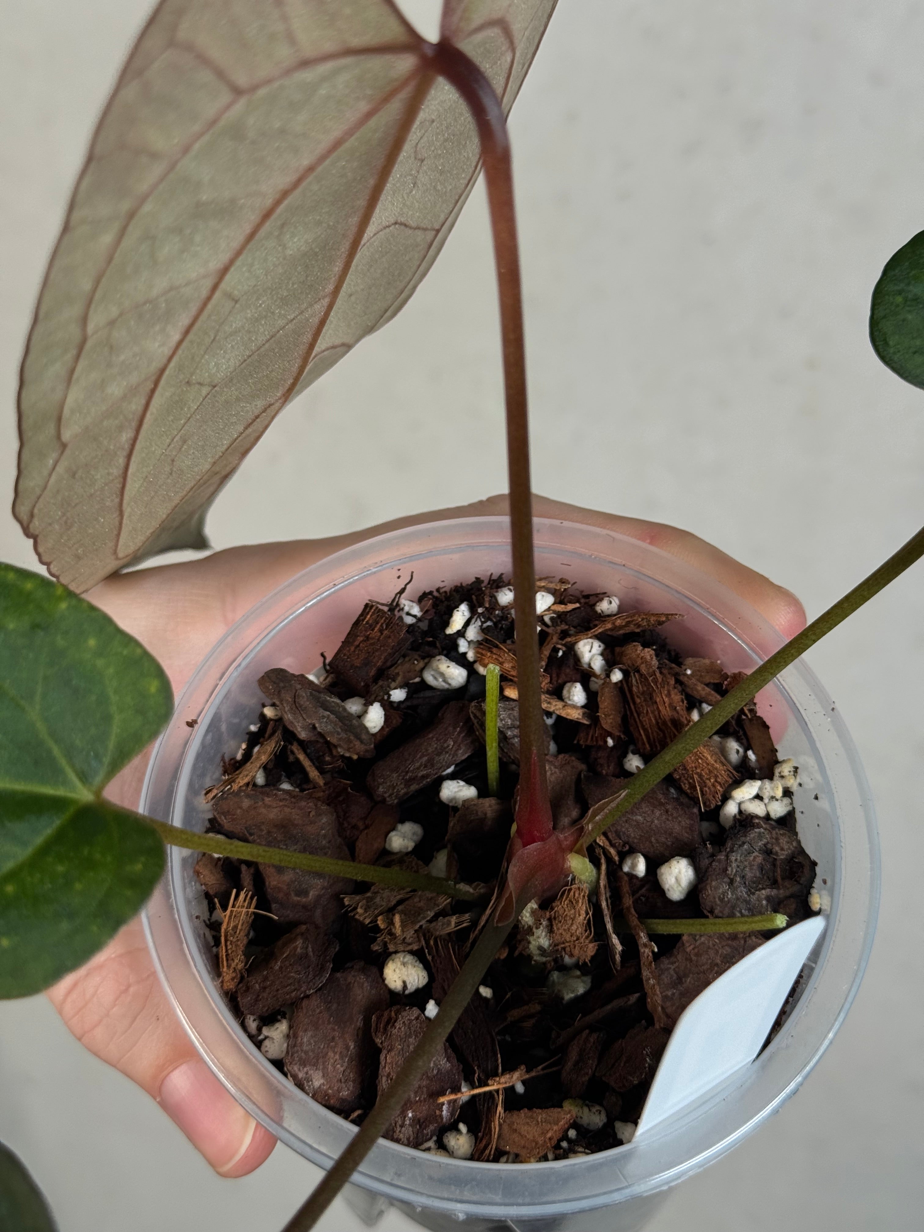 Anthurium Ace of Spades Dark Form x Portillae ‘Dorito’