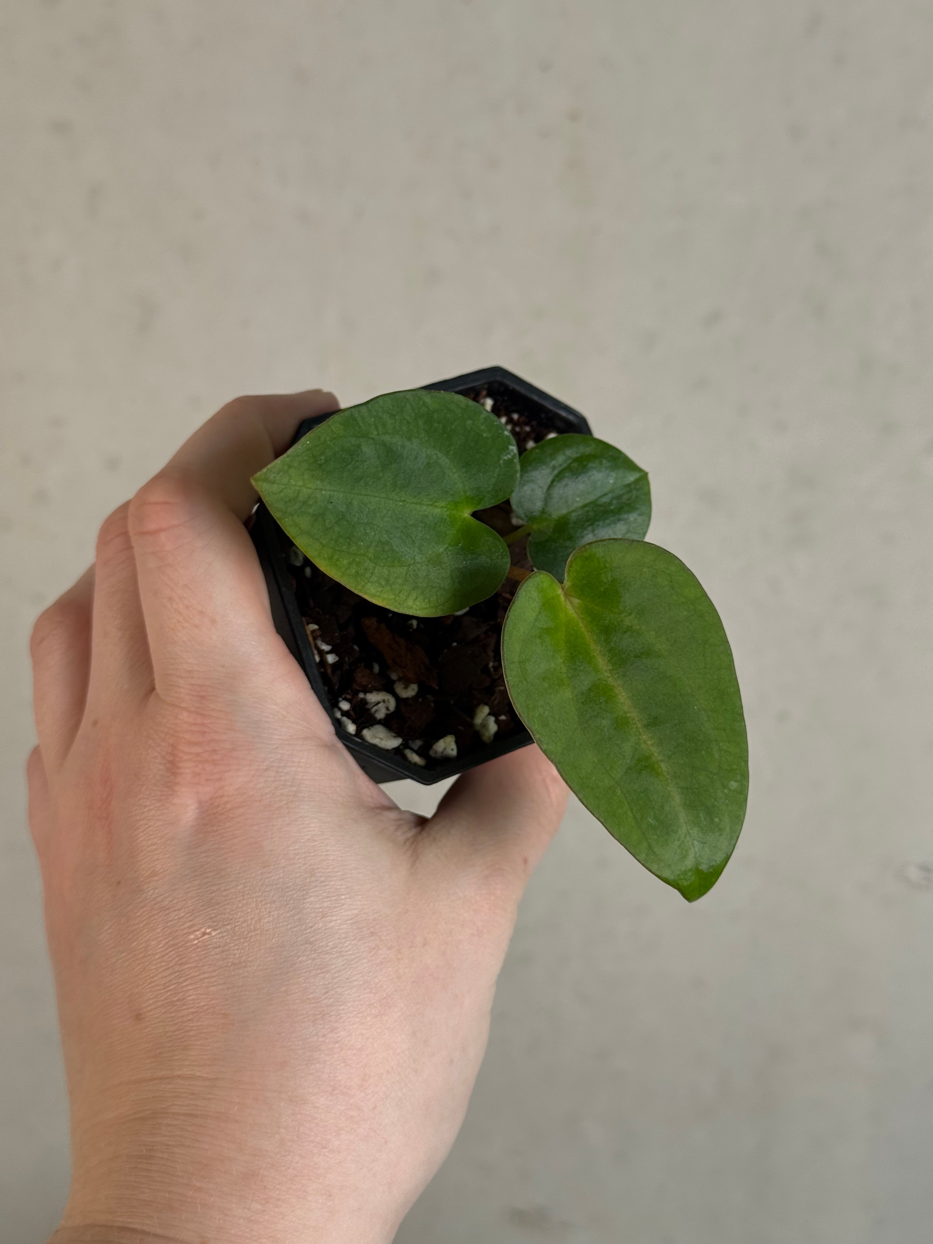 Anthurium (Dressleri F2 x Carlablackiae 'Amanda') x Carlablackiae ('Round' x GPH-001)
