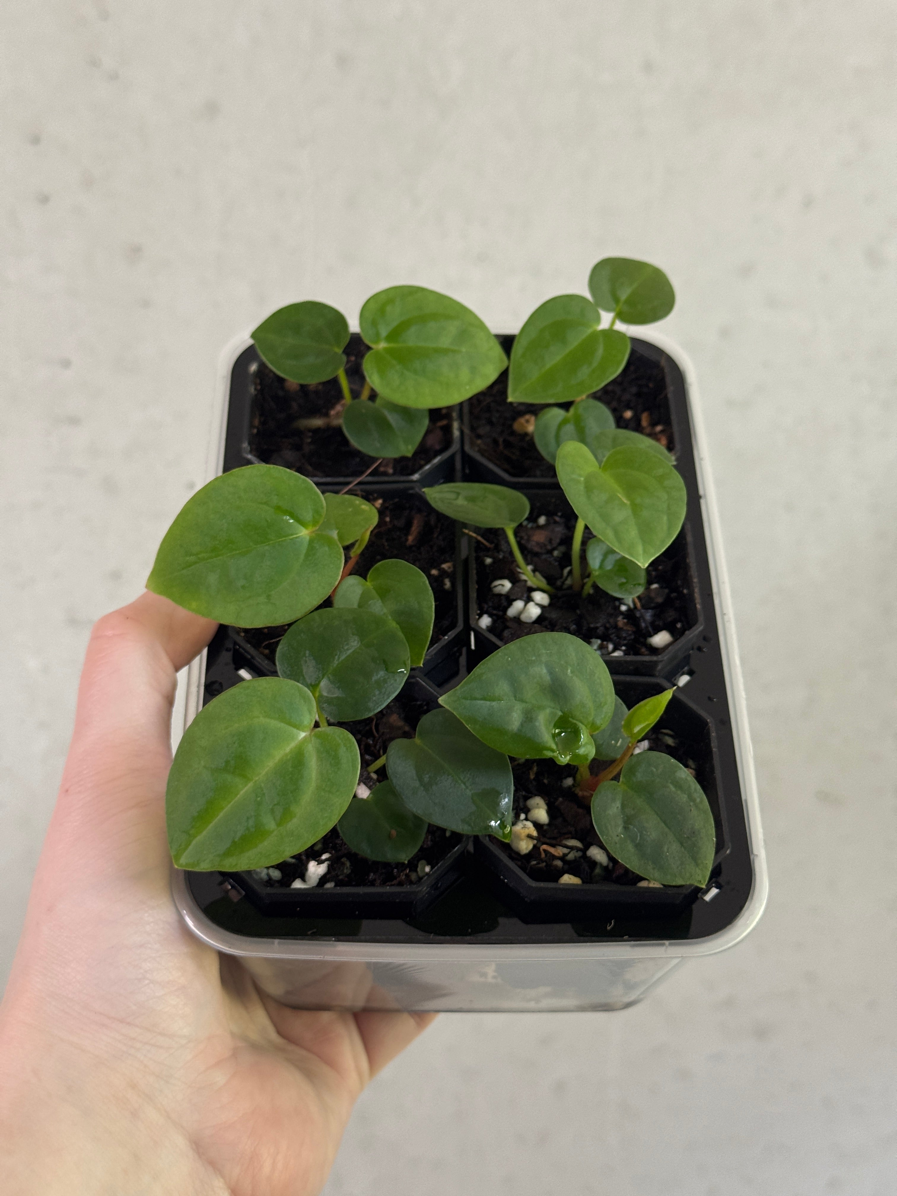 Anthurium Michelle x Red Vein Dark Phoenix plant with vibrant red-veined dark leaves, potted in a decorative container.