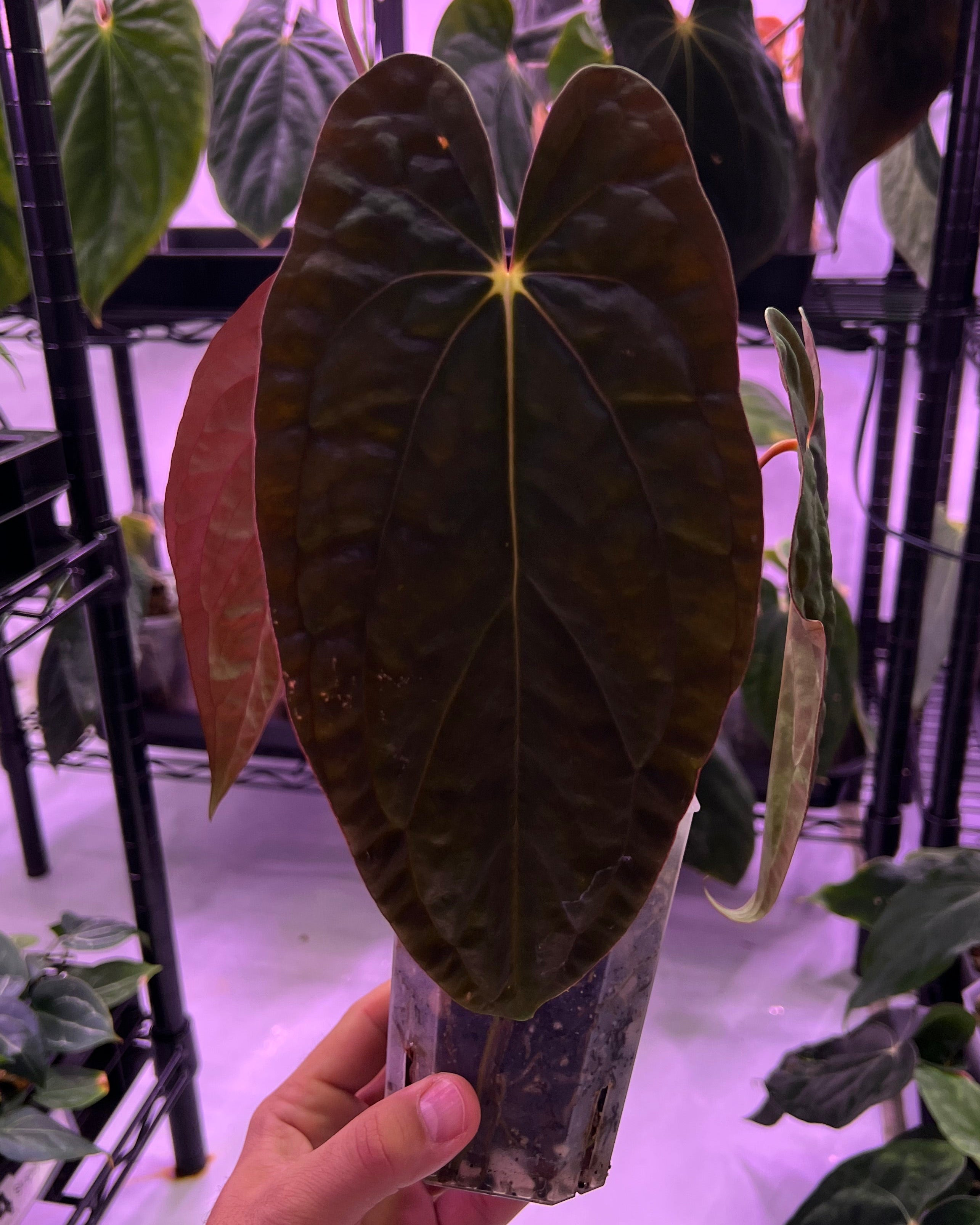 NFS: Anthurium Papillilaminum RA4 S1 x Papillilaminum 'Vanderbilt' - SMUKHI