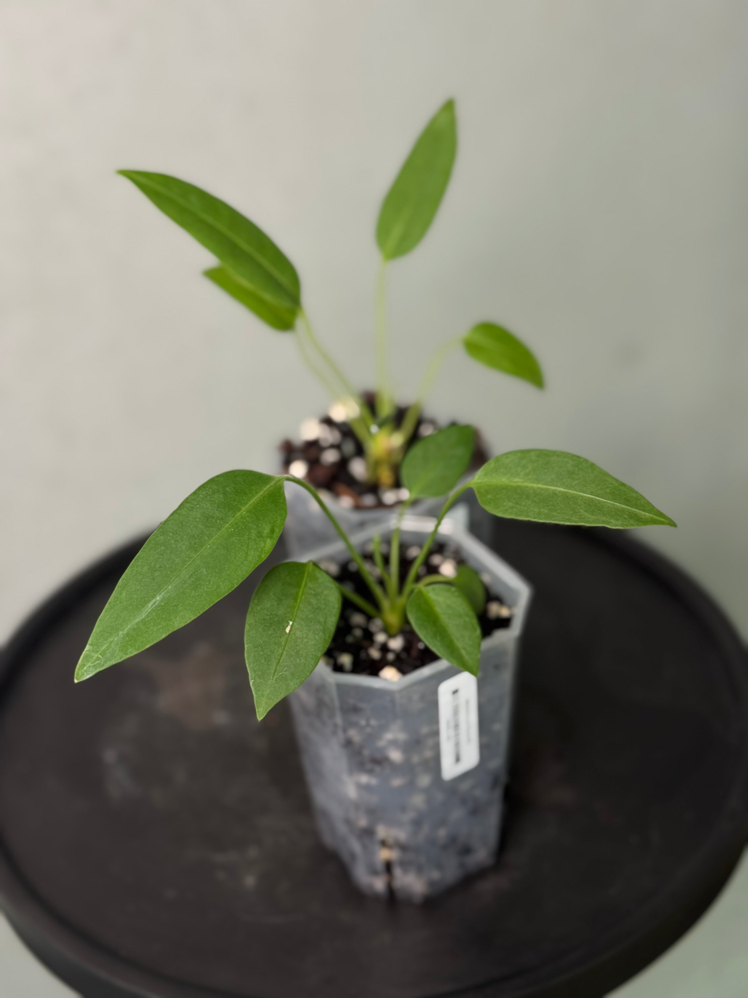 Anthurium sp. Morona x self