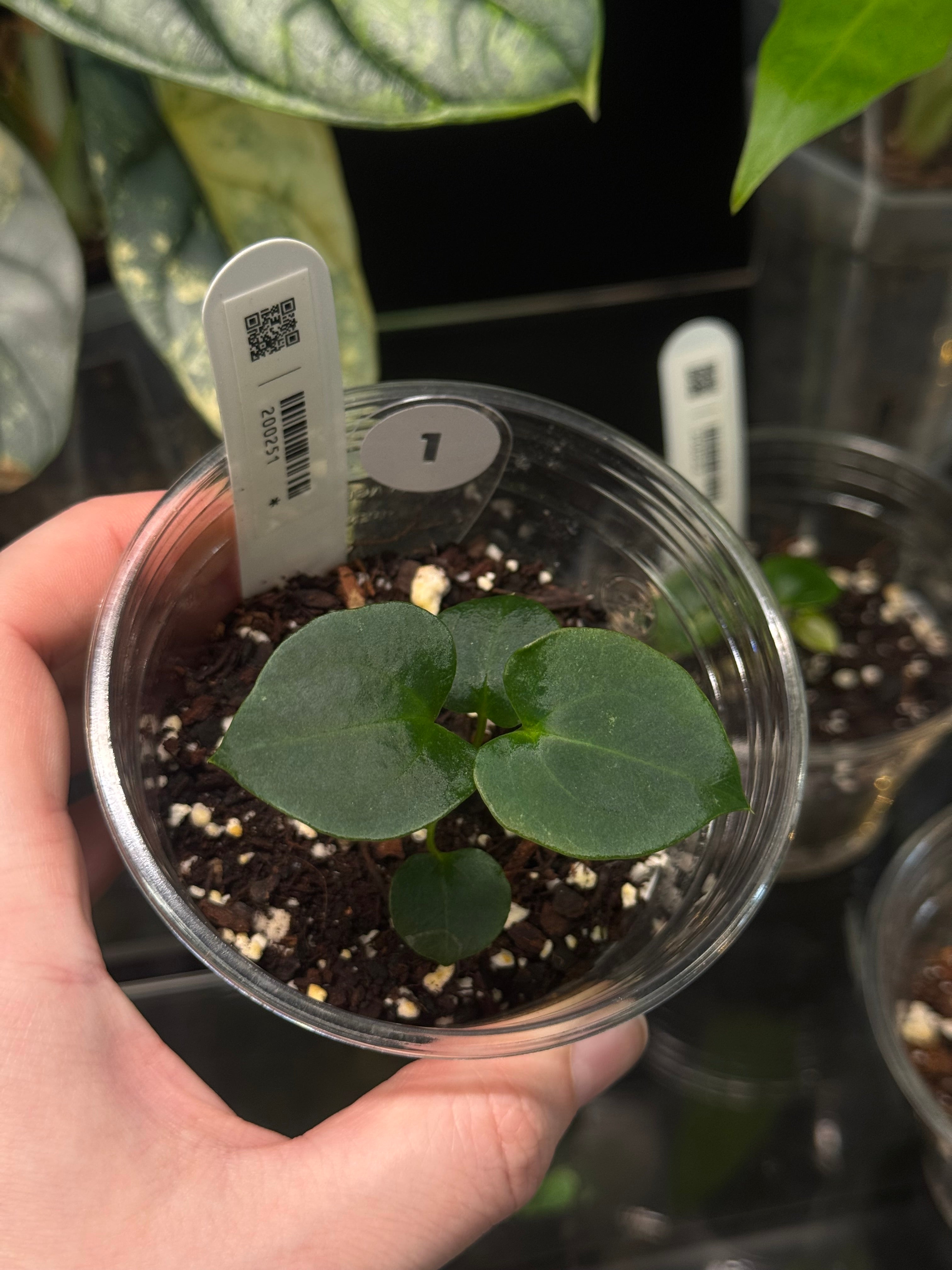 Anthurium Dark Phoenix x self