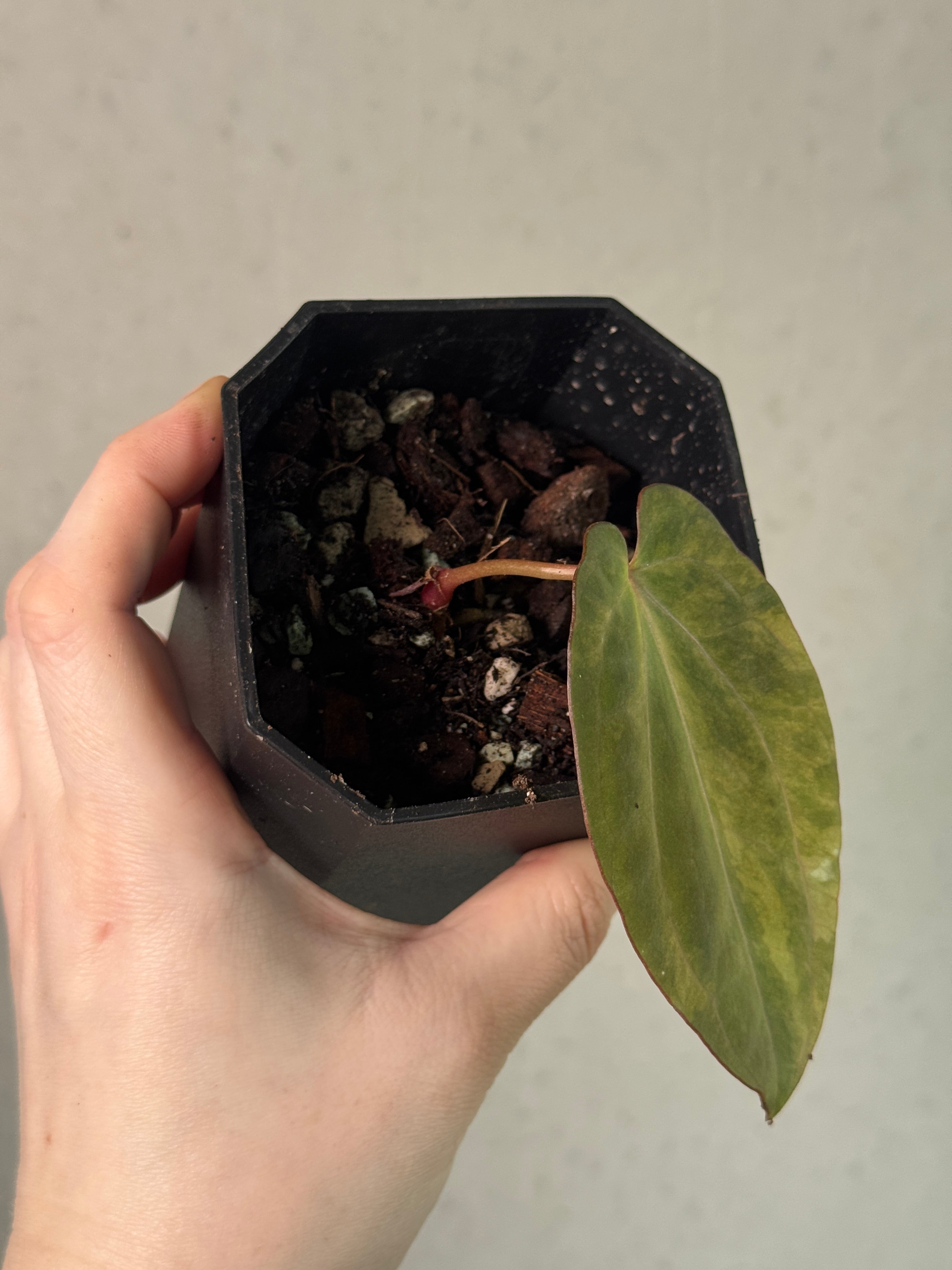 Anthurium Ace of Spades x RVDP Variegata - Clone - Pre-order