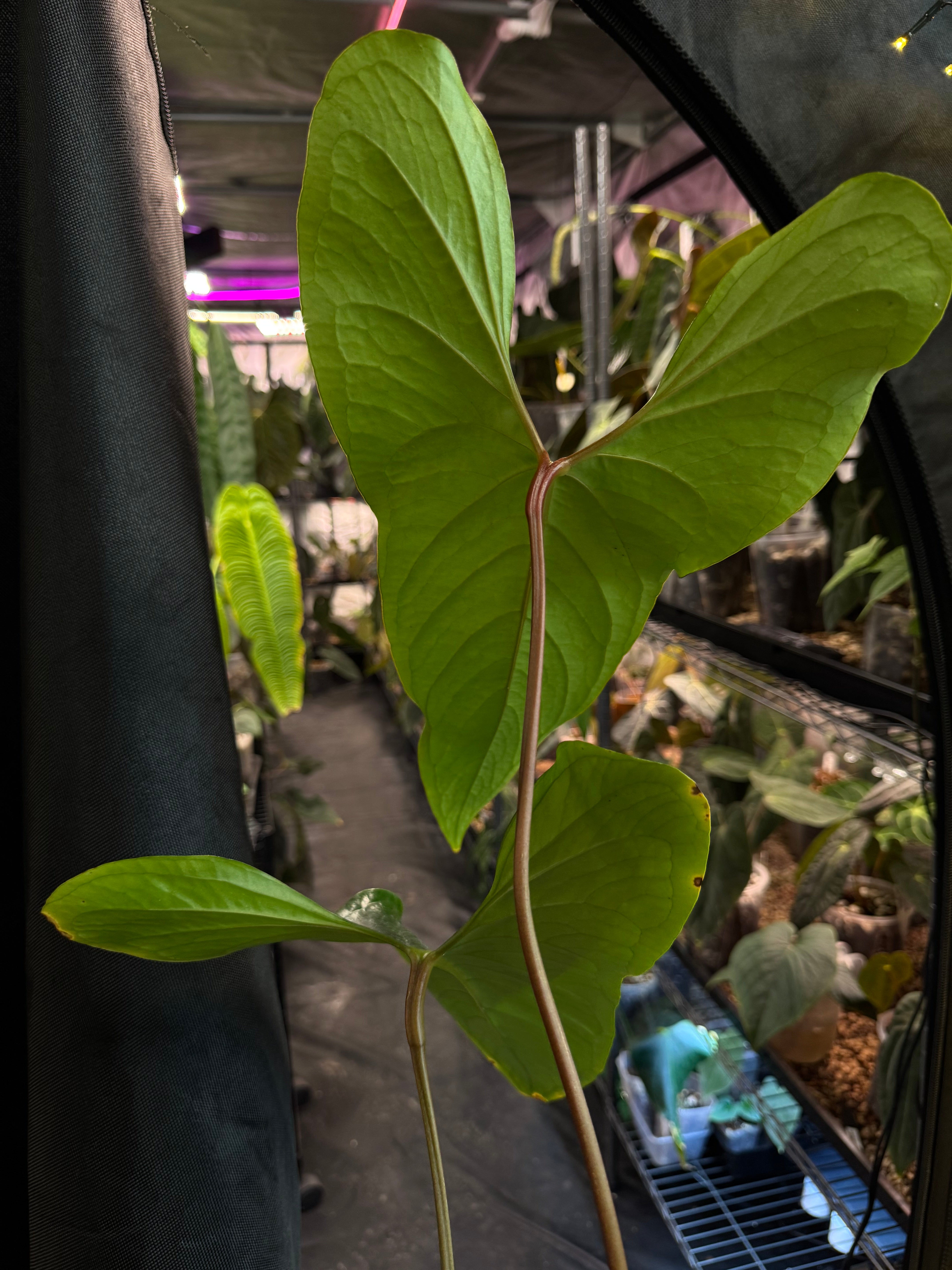 Anthurium sp. Napo (Nigrolaminum 'Gigi')