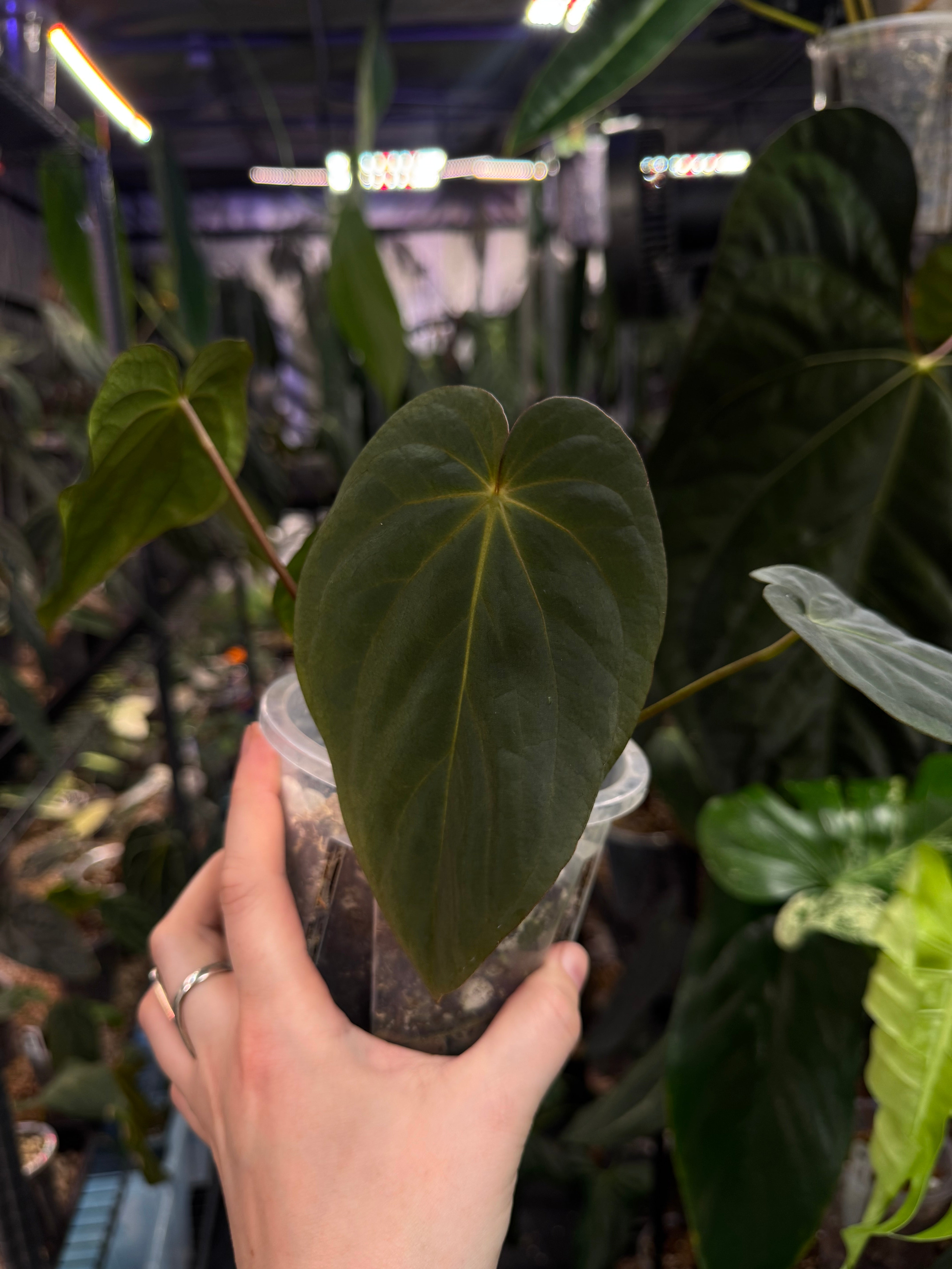 Anthurium BVEP (Round x Felix) x Felix