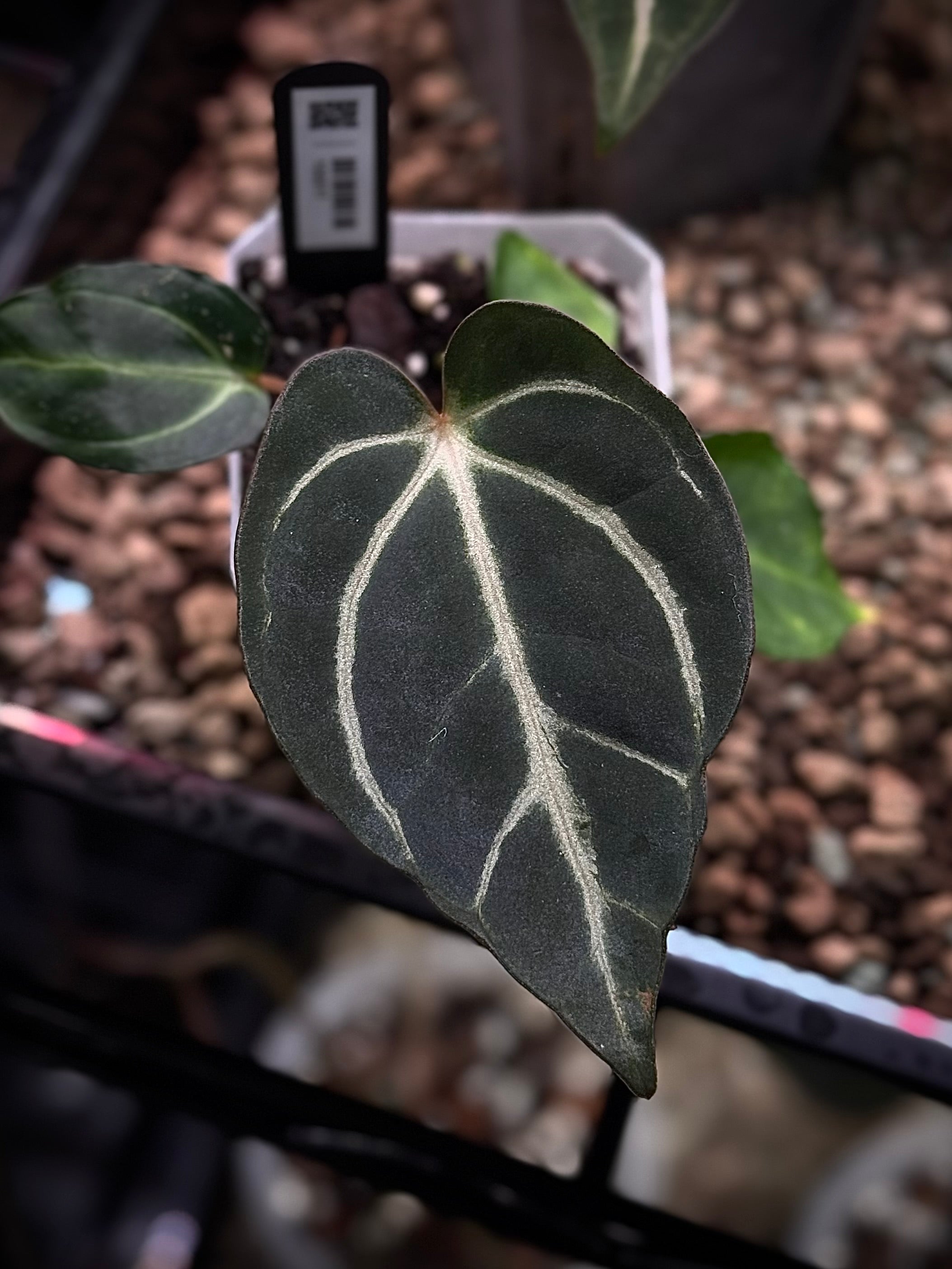 NFS: Anthurium Carlablackiae PM2 x PM1 #2 - SMUKHI