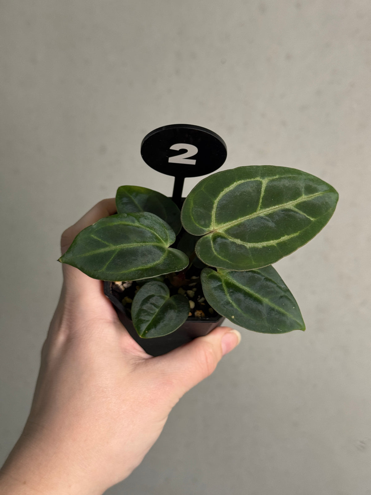 Anthurium Carlablackiae ex WU x RA10 plant with dark, glossy leaves and vibrant red spathes, from Crystallinaminum.
