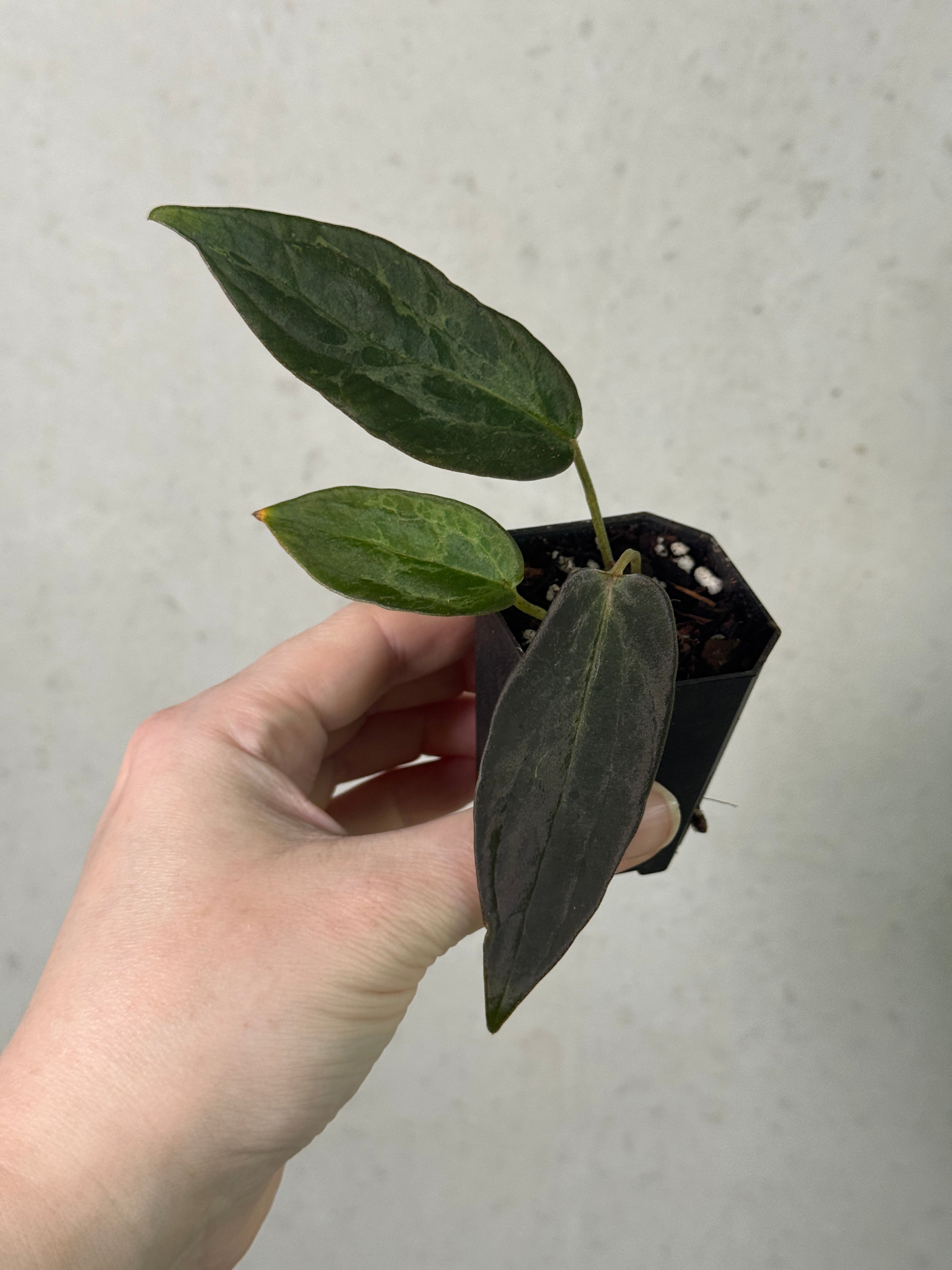 Variegated Stingray Anthurium plant with black and red velvet-colored leaves, displayed in a healthy, vibrant condition.