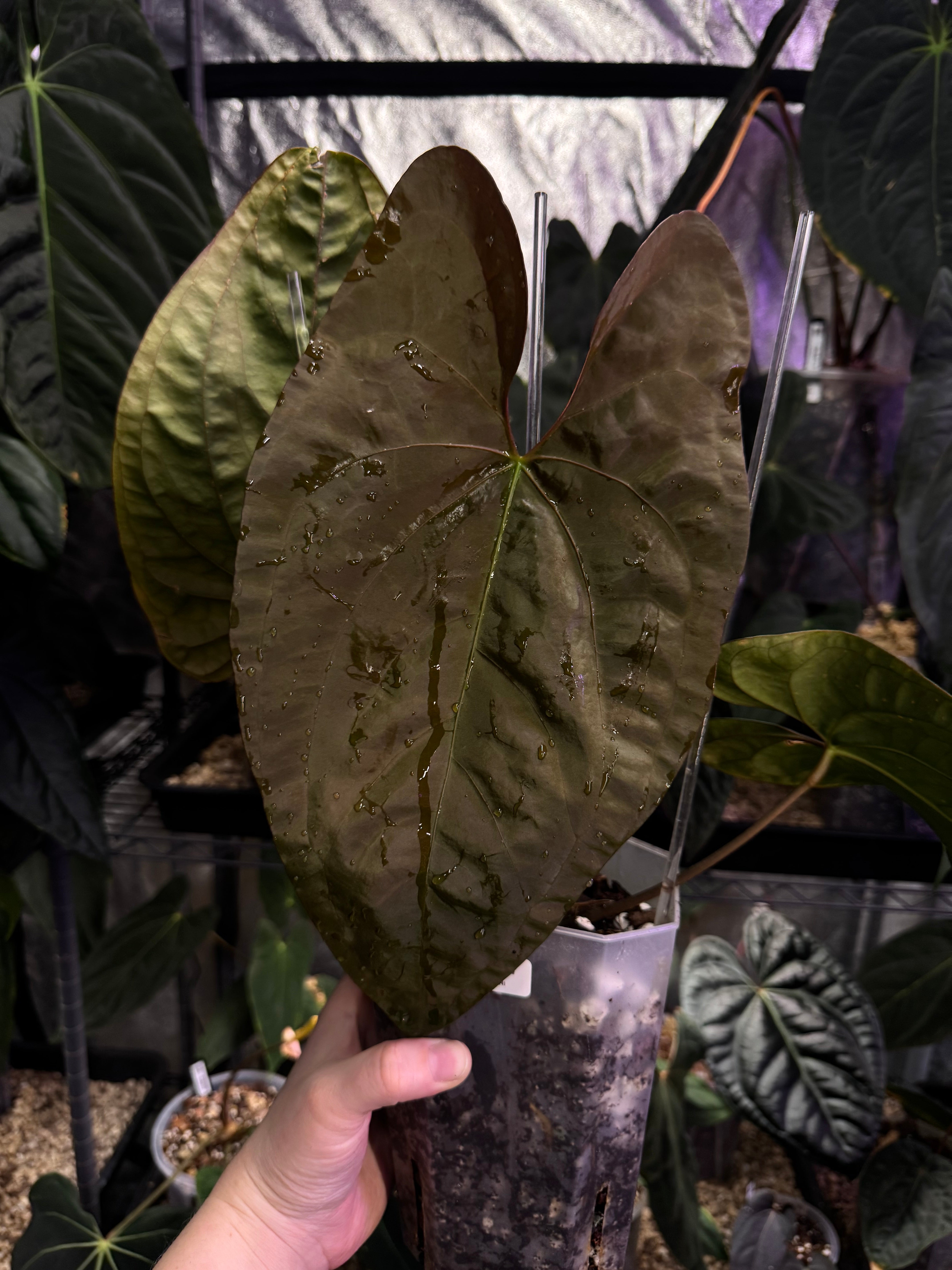 NFS: Anthurium Papillilaminum 'Voldemort' x self