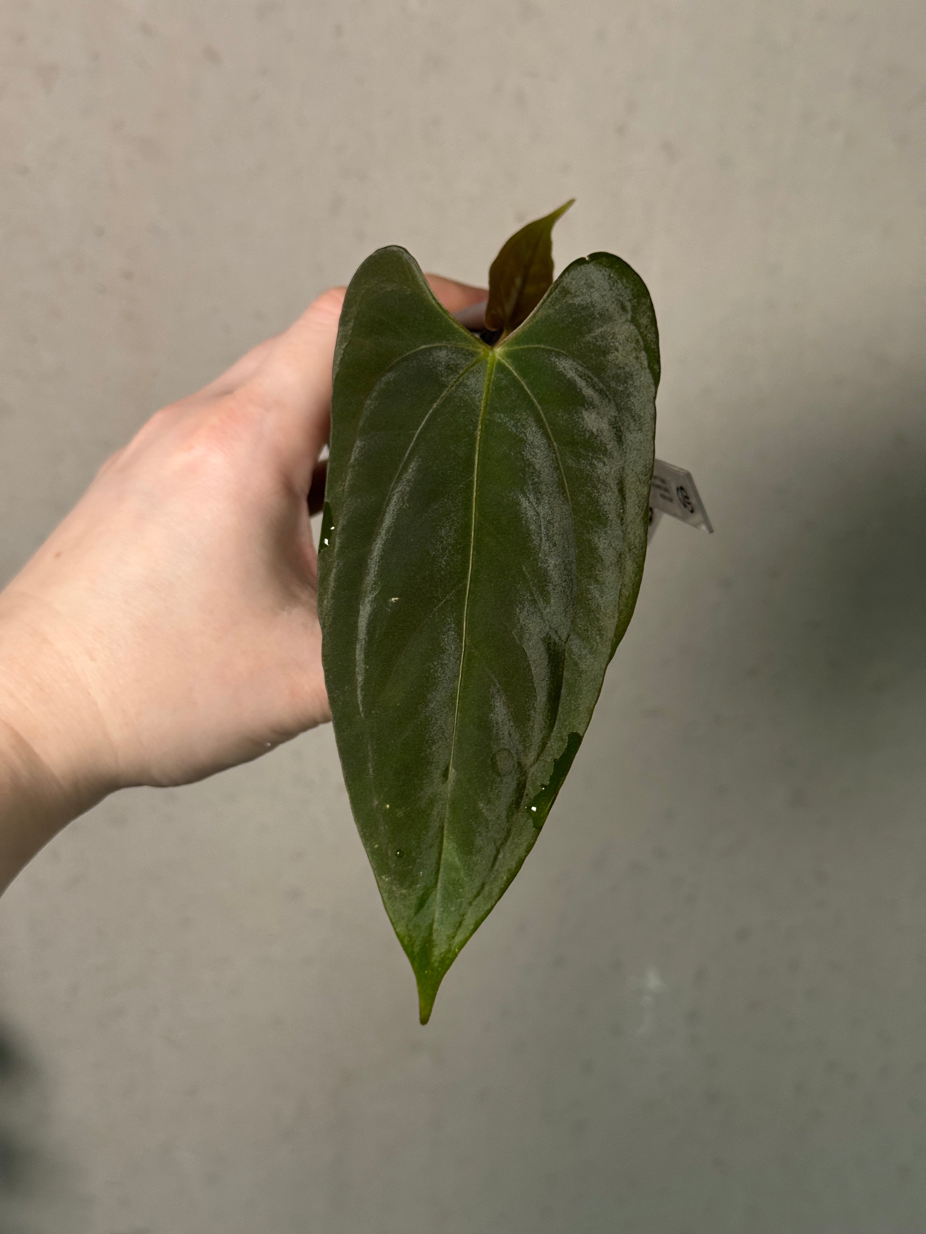 Anthurium FSxRL ‘Grim Reaper’ x Papillilaminum RA6 - Clone