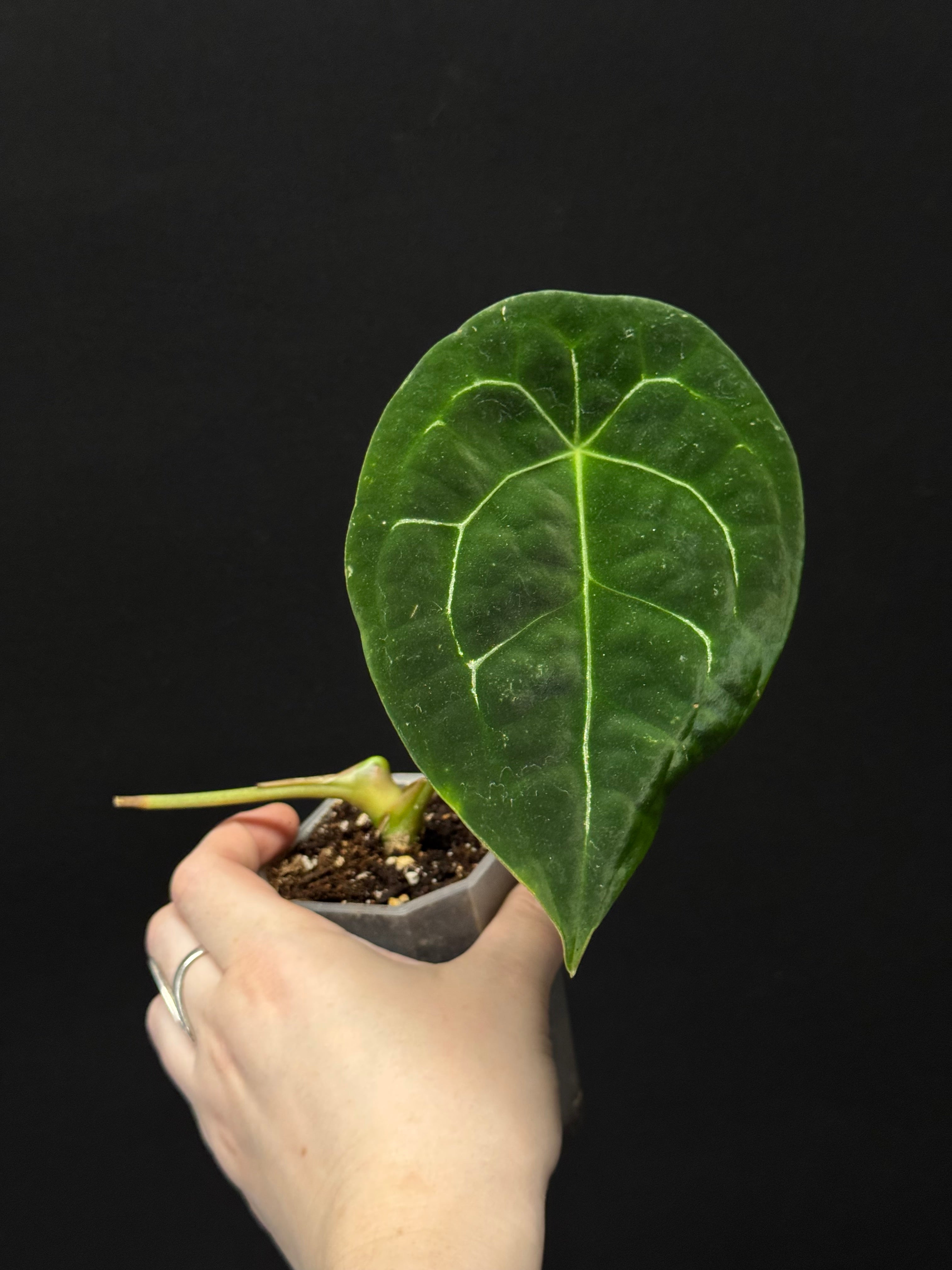 Anthurium Forgetii Silver/White Stripes