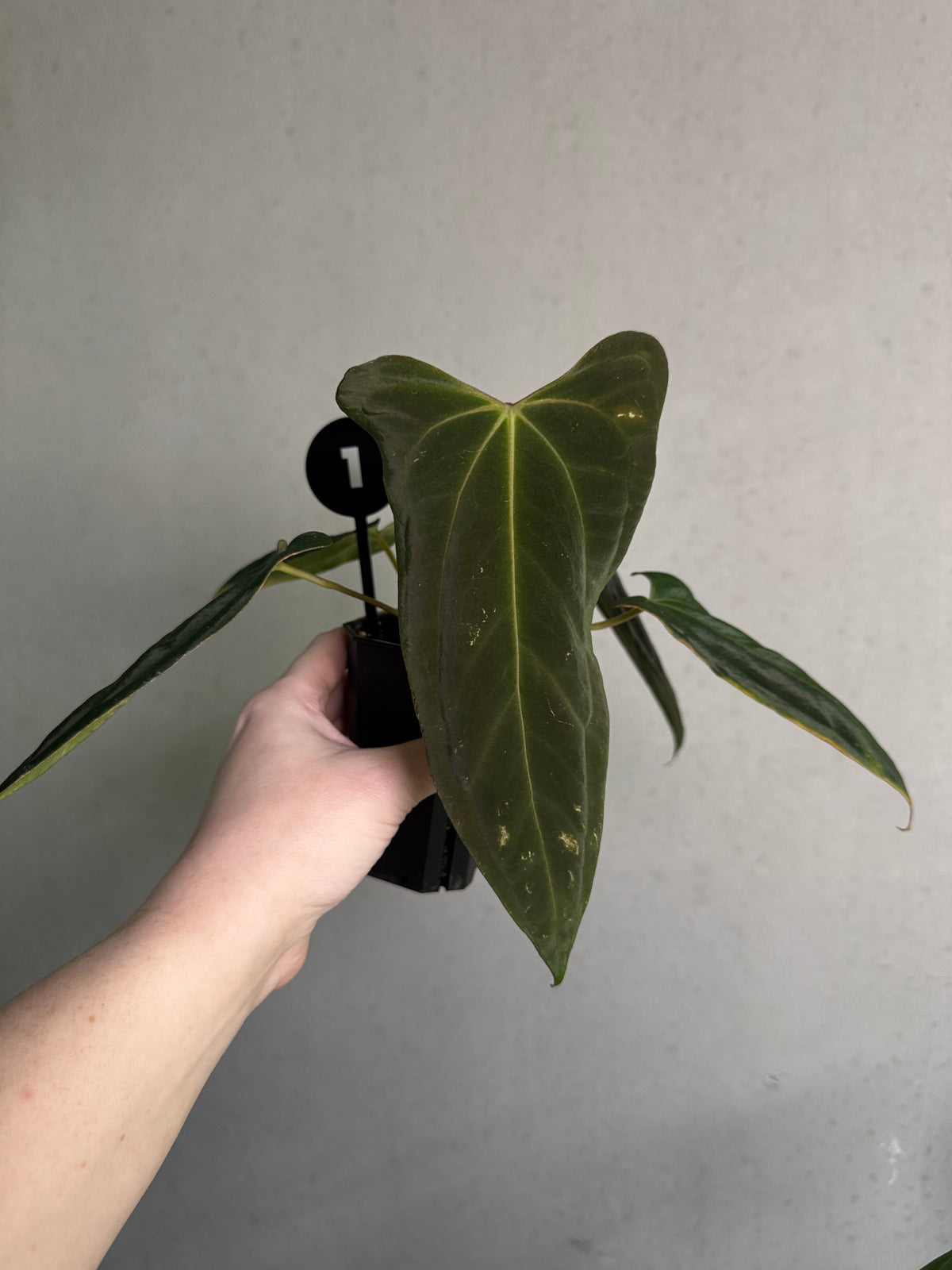 Crystallinaminum Anthurium FSxRL 'Grim Reaper' x Portillae 'Dorito' plant with glossy dark leaves and vibrant new growth.