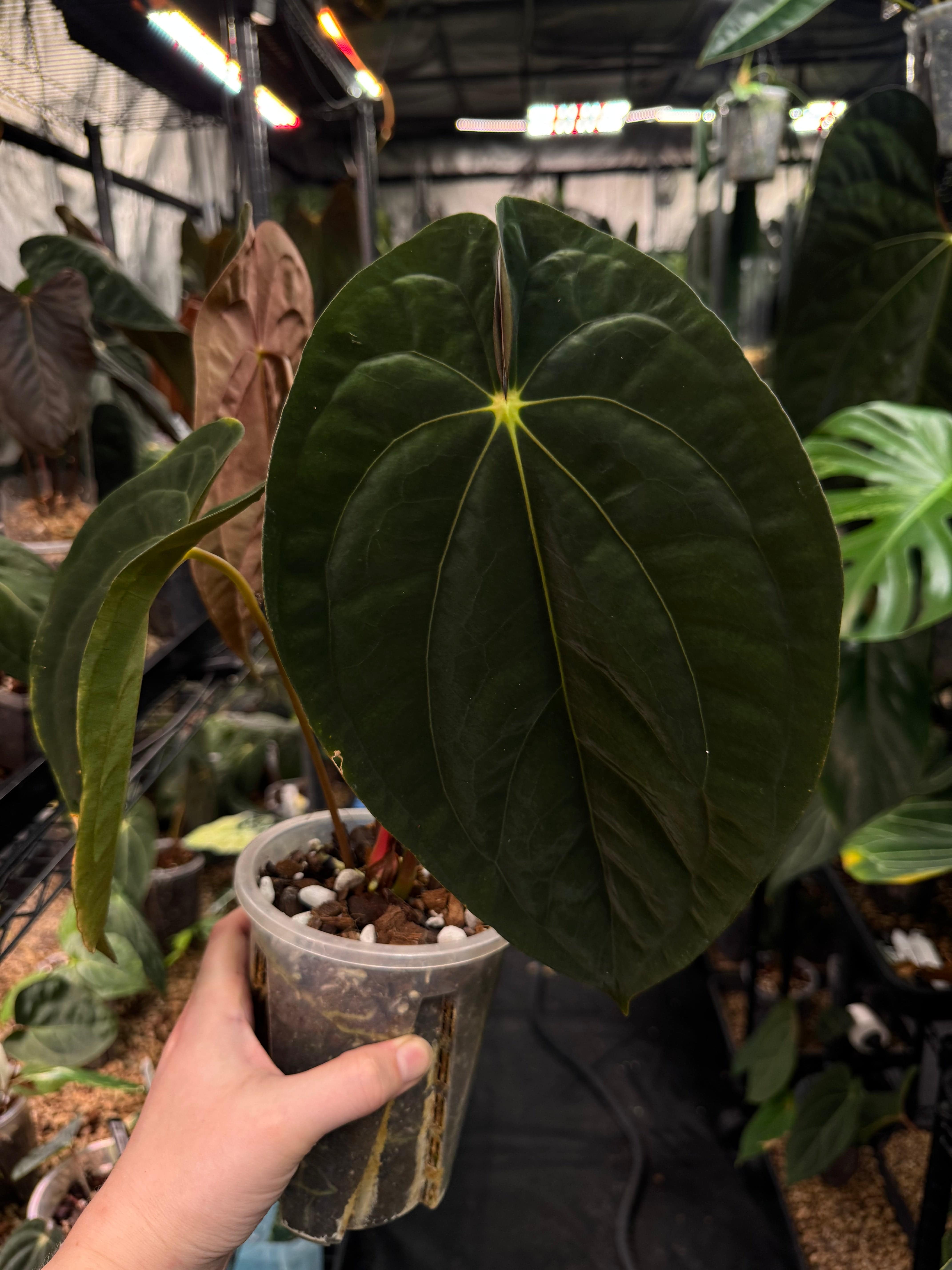 Anthurium Papillilaminum 'Guna Yala' - SMUKHI