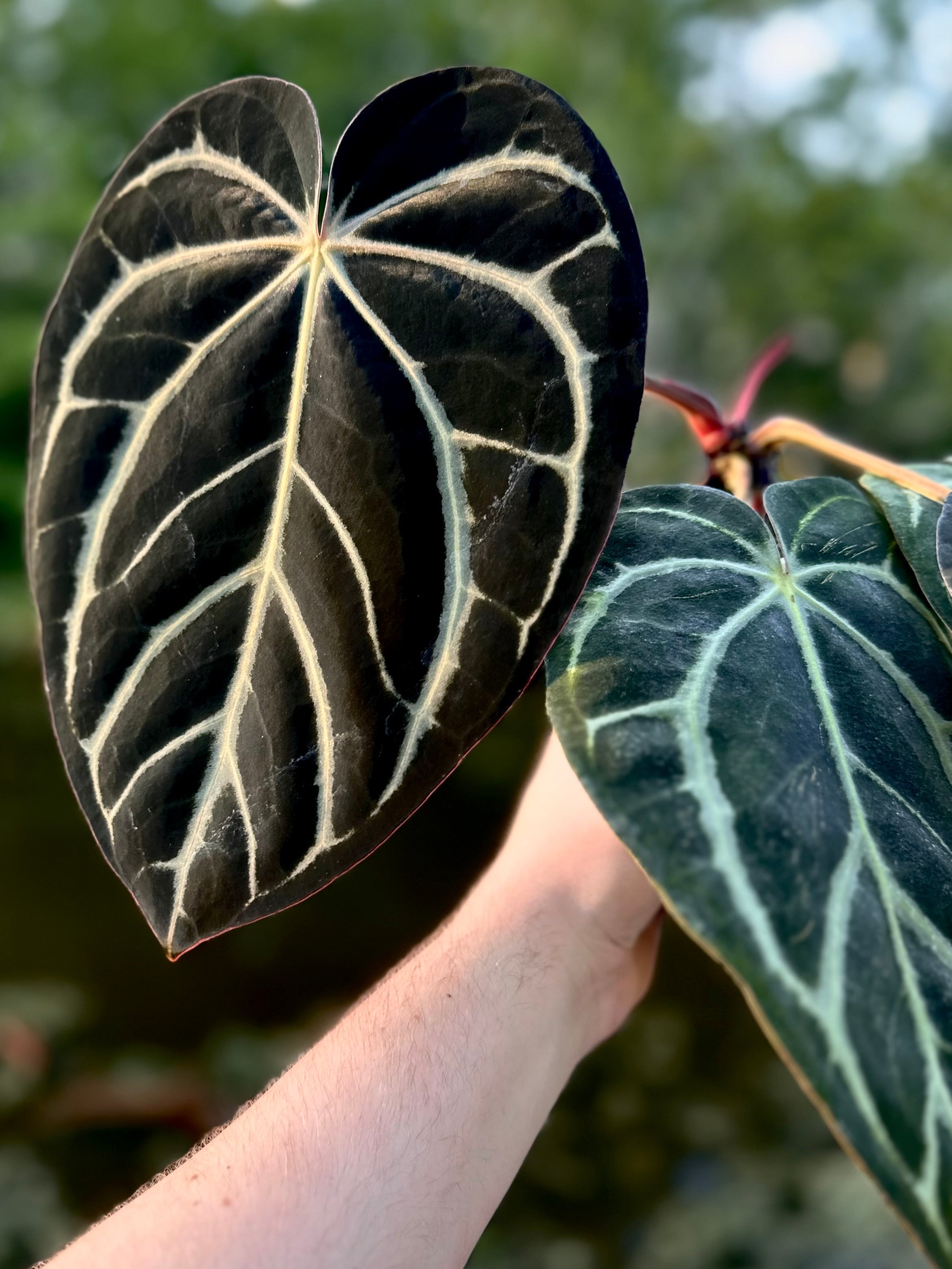 Anthurium Carlablackiae RA10 S1 x Dressleri ‘Obsidian’ - SMUKHI