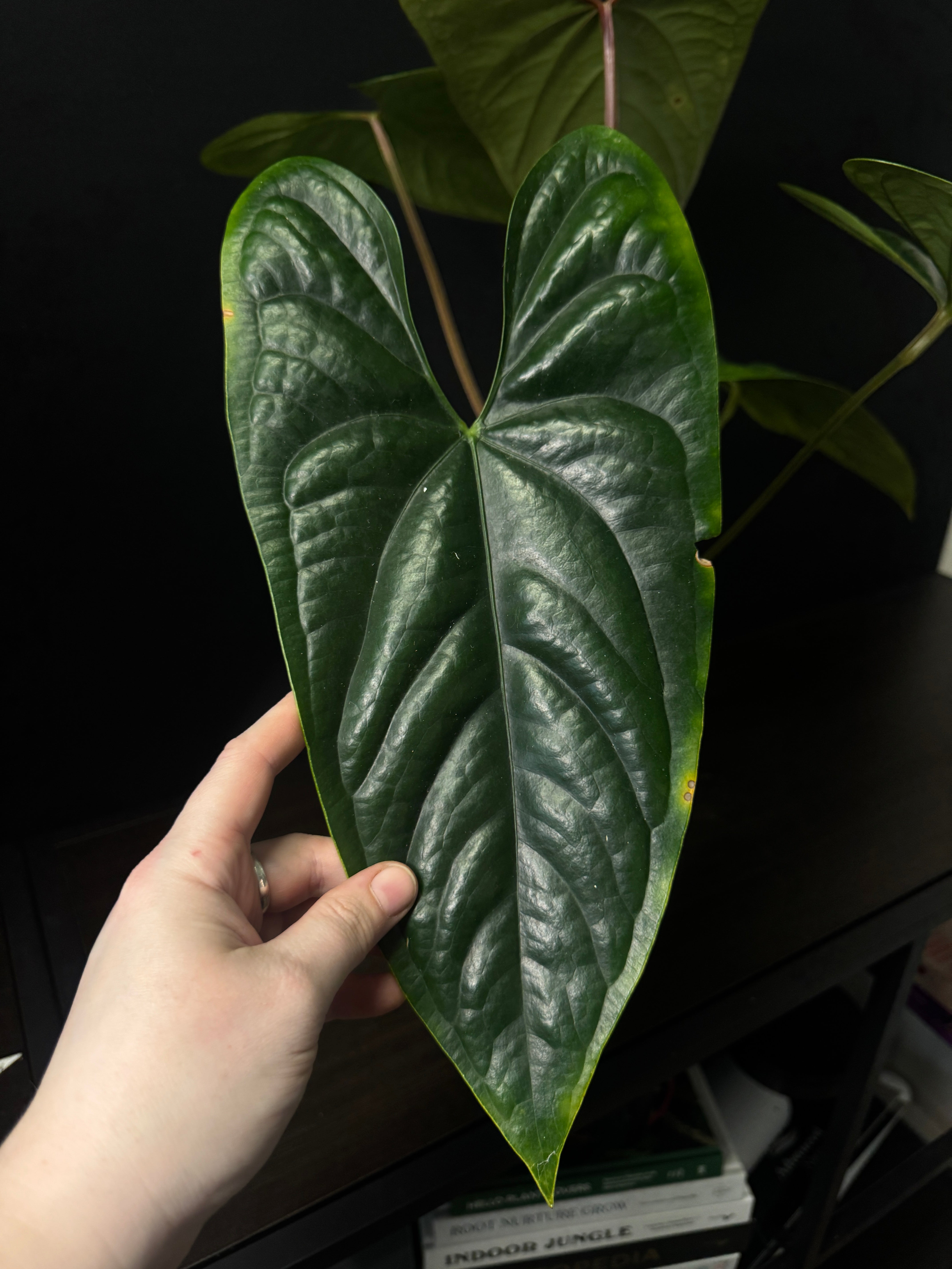 Anthurium Nigrolaminum ‘Gigi’ x Luxurians